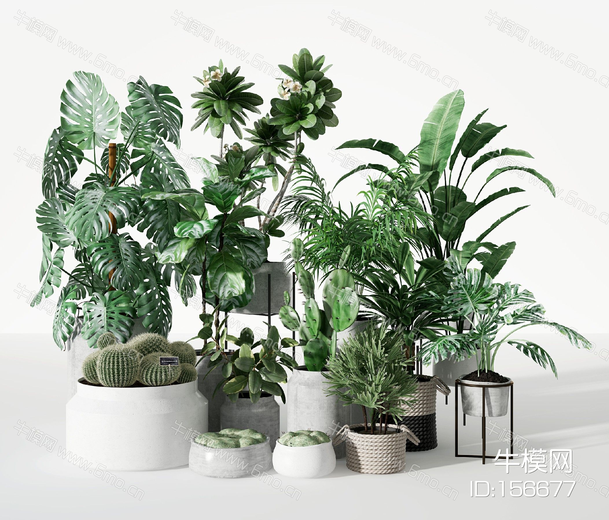 现代绿植盆栽