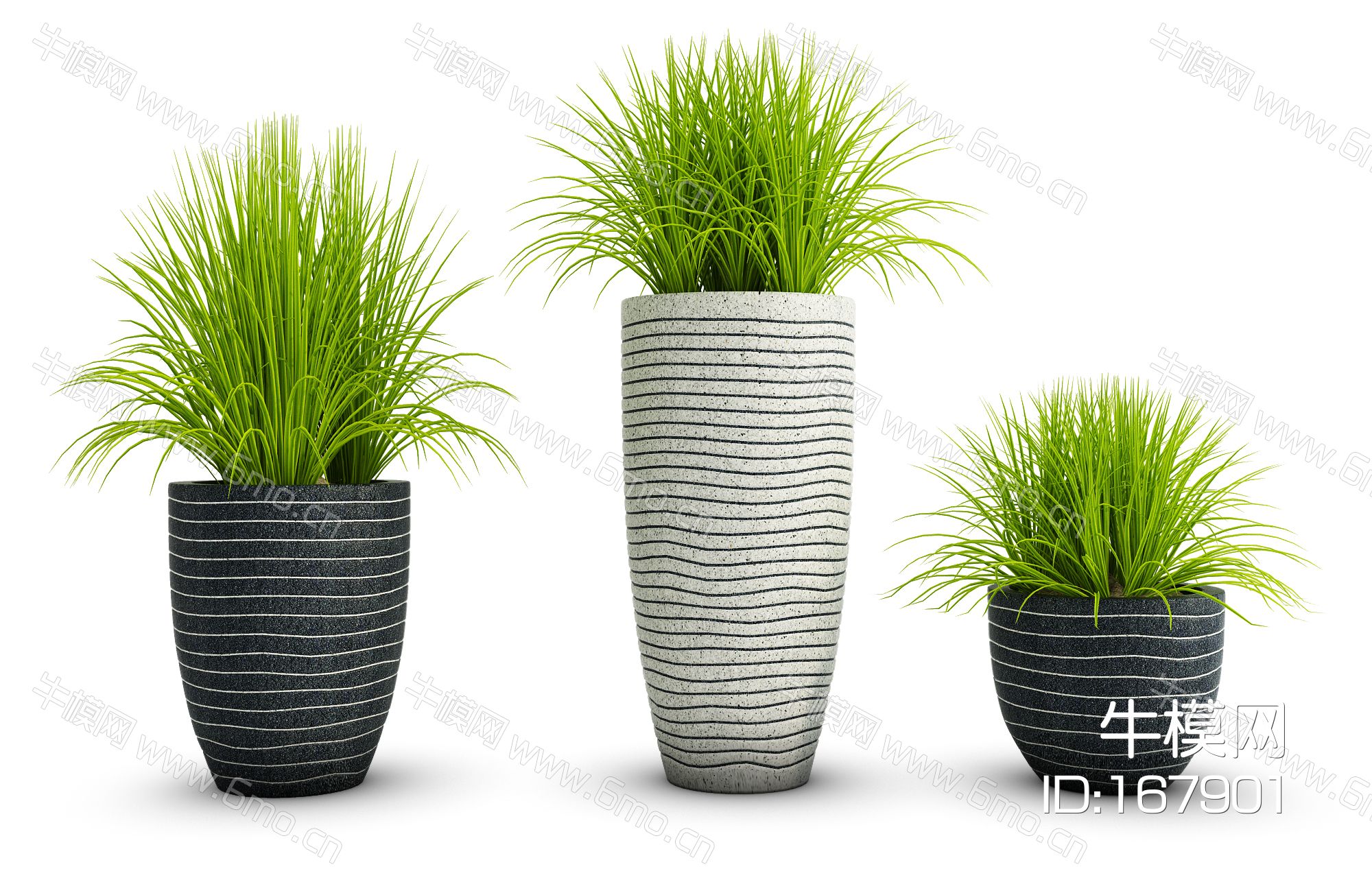 植物盆栽