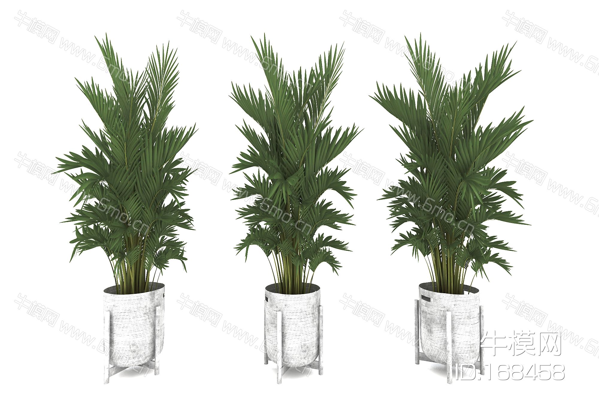 现代风格植物