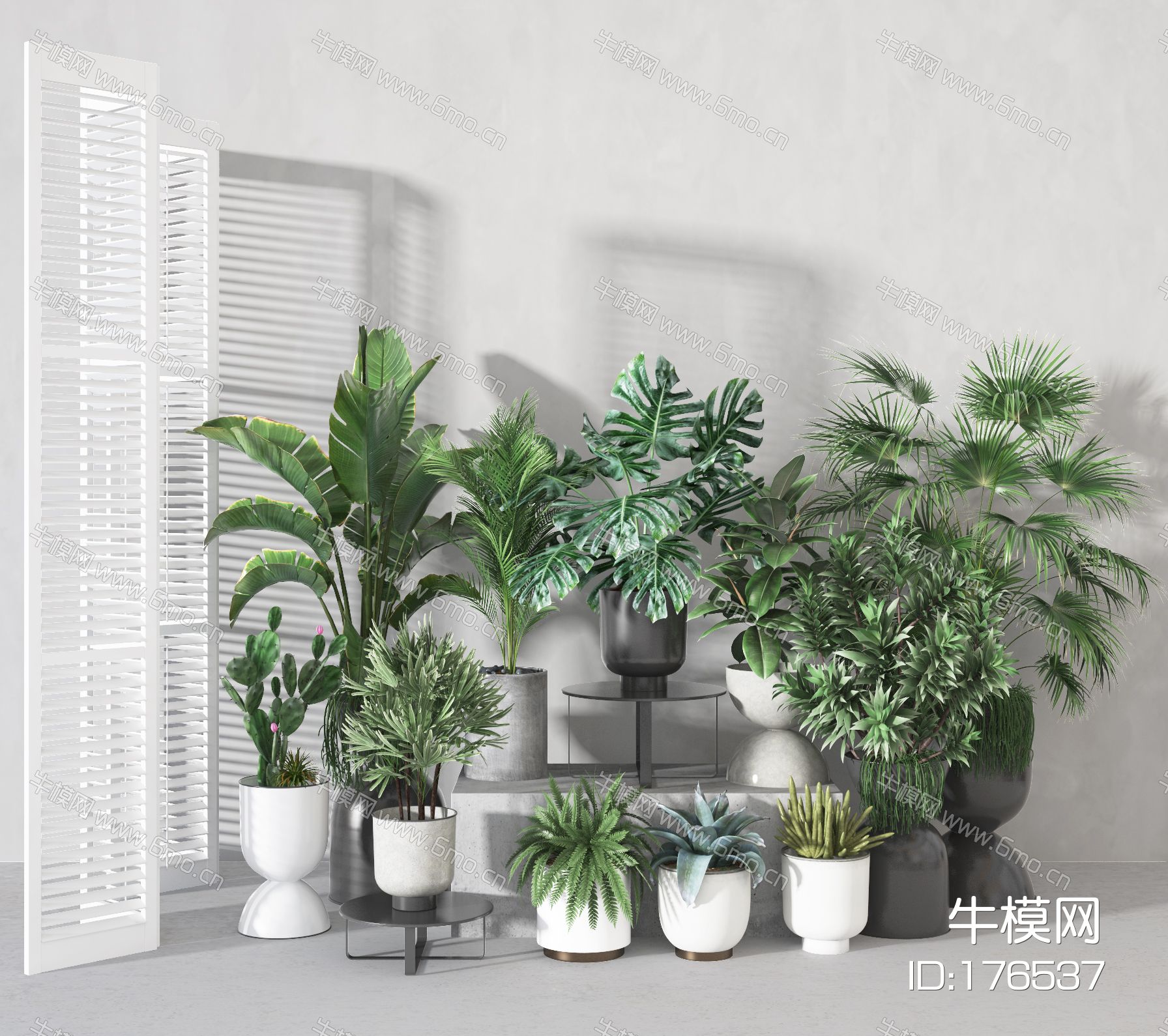 植物  盆栽  装饰