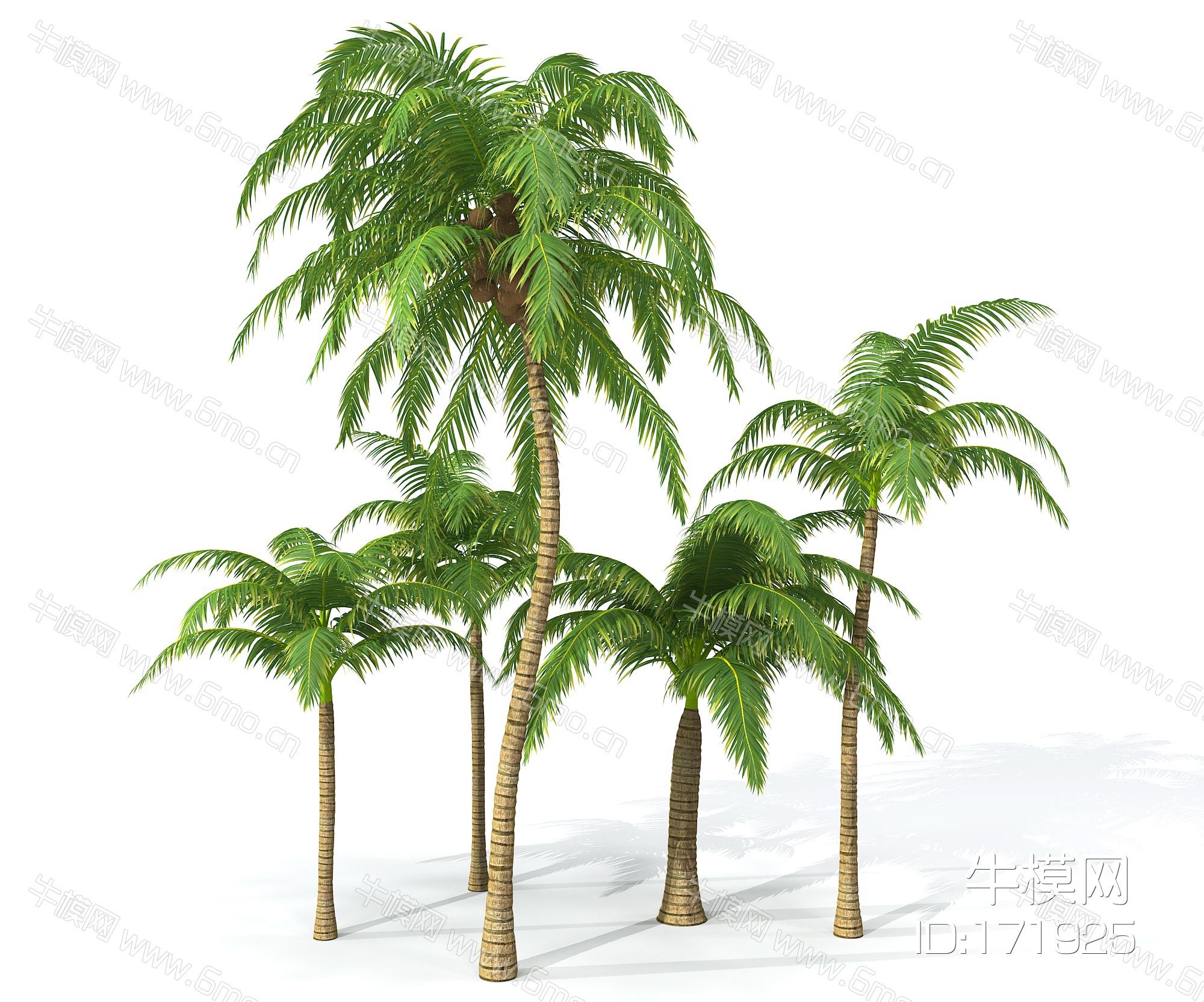 现代景观树椰子树