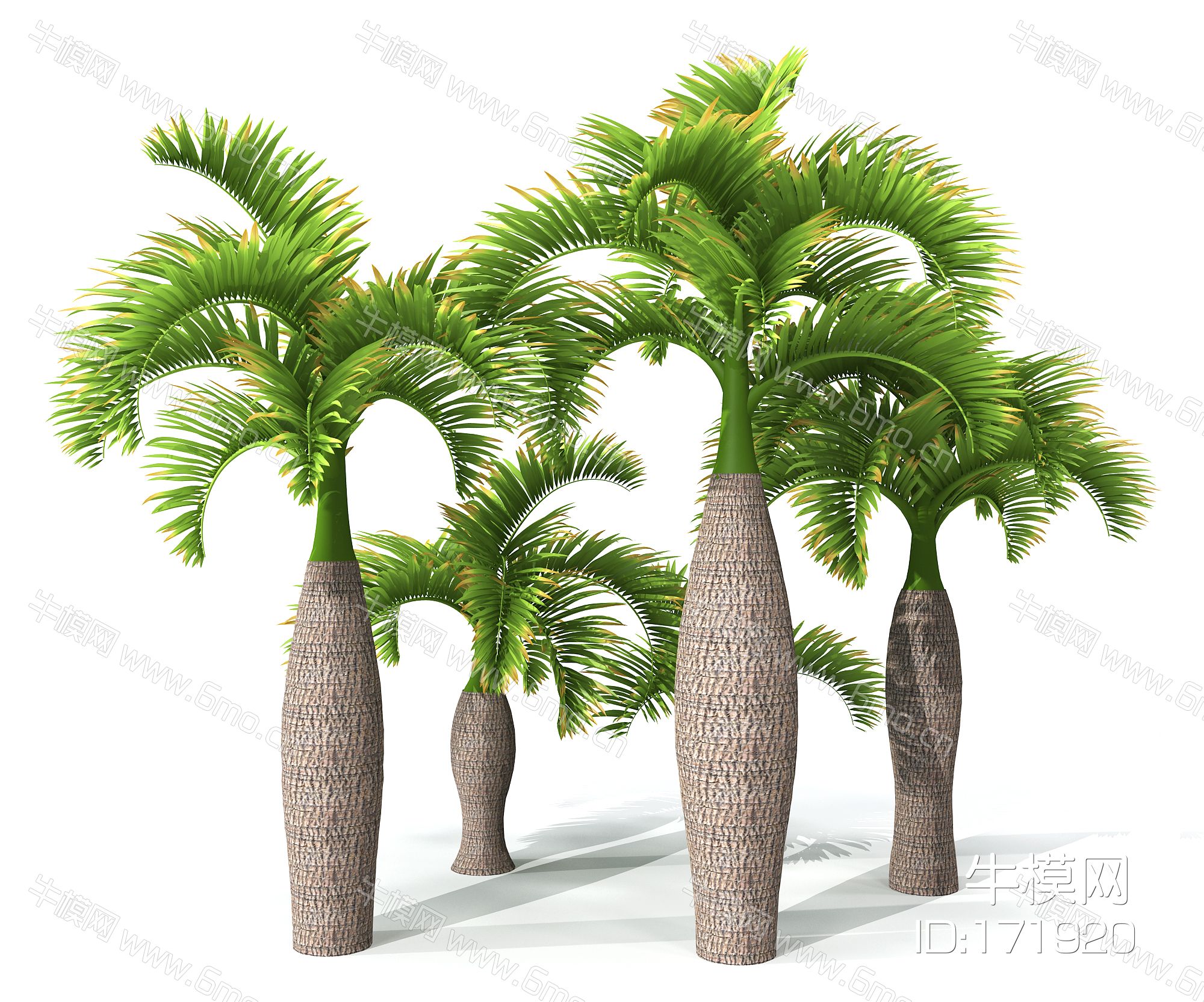 现代景观树椰子树