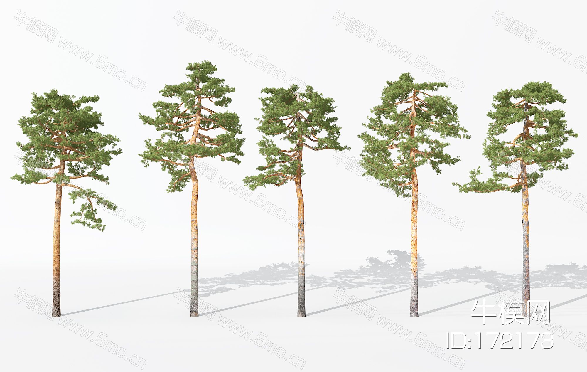 现代景观植物树