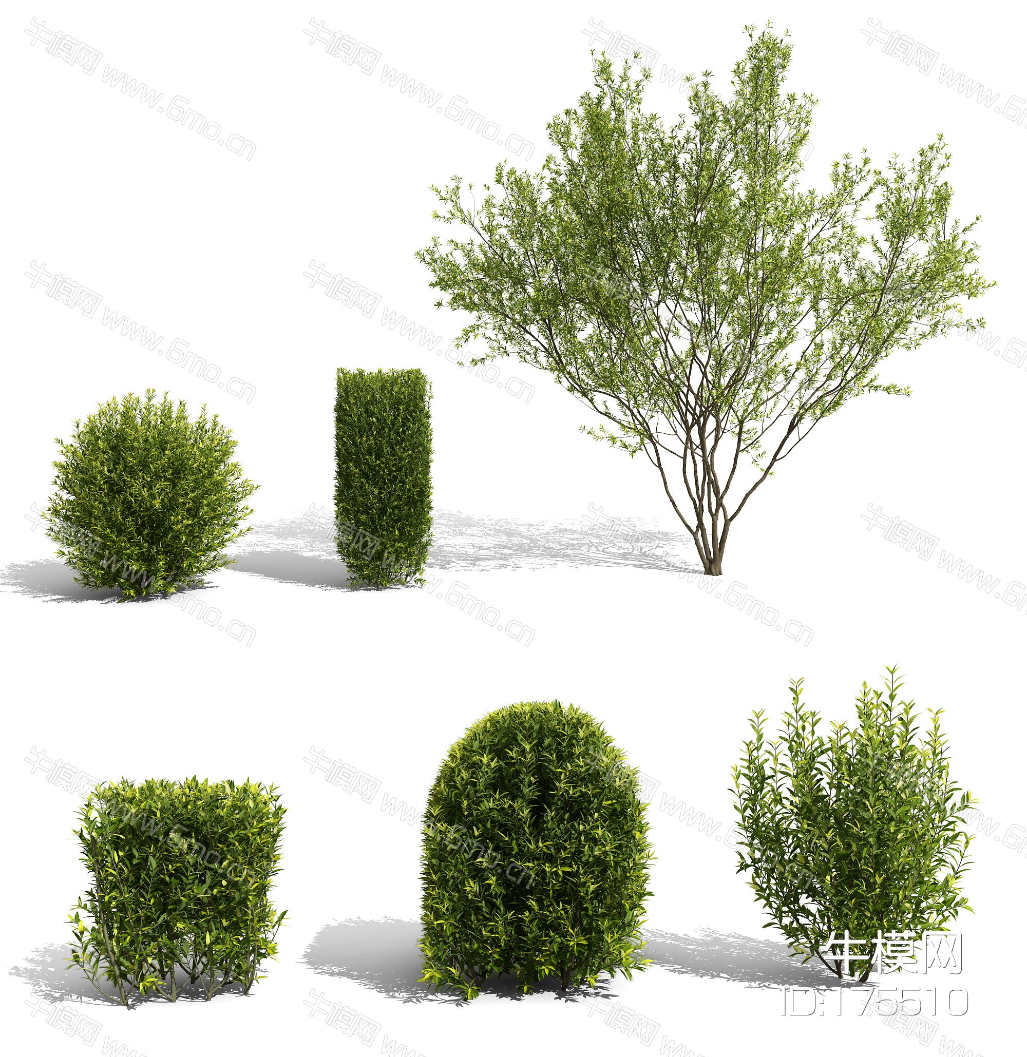 现代景观树矮树