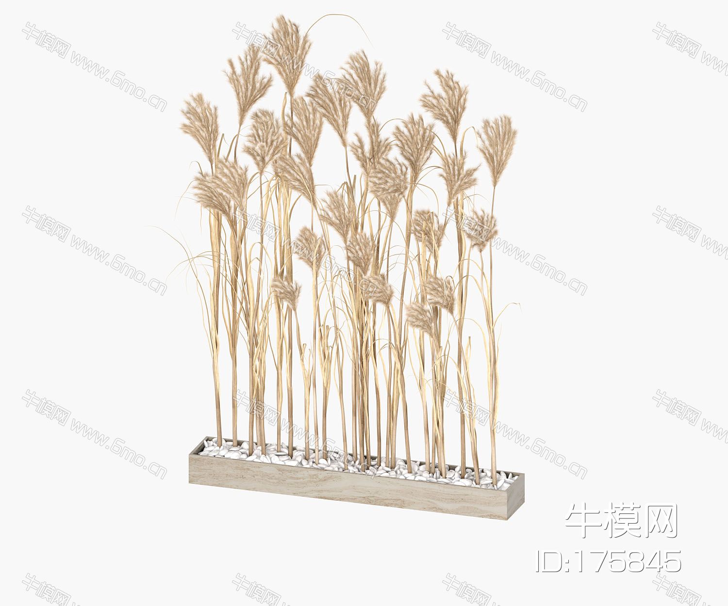 现代芦苇干枝盆栽