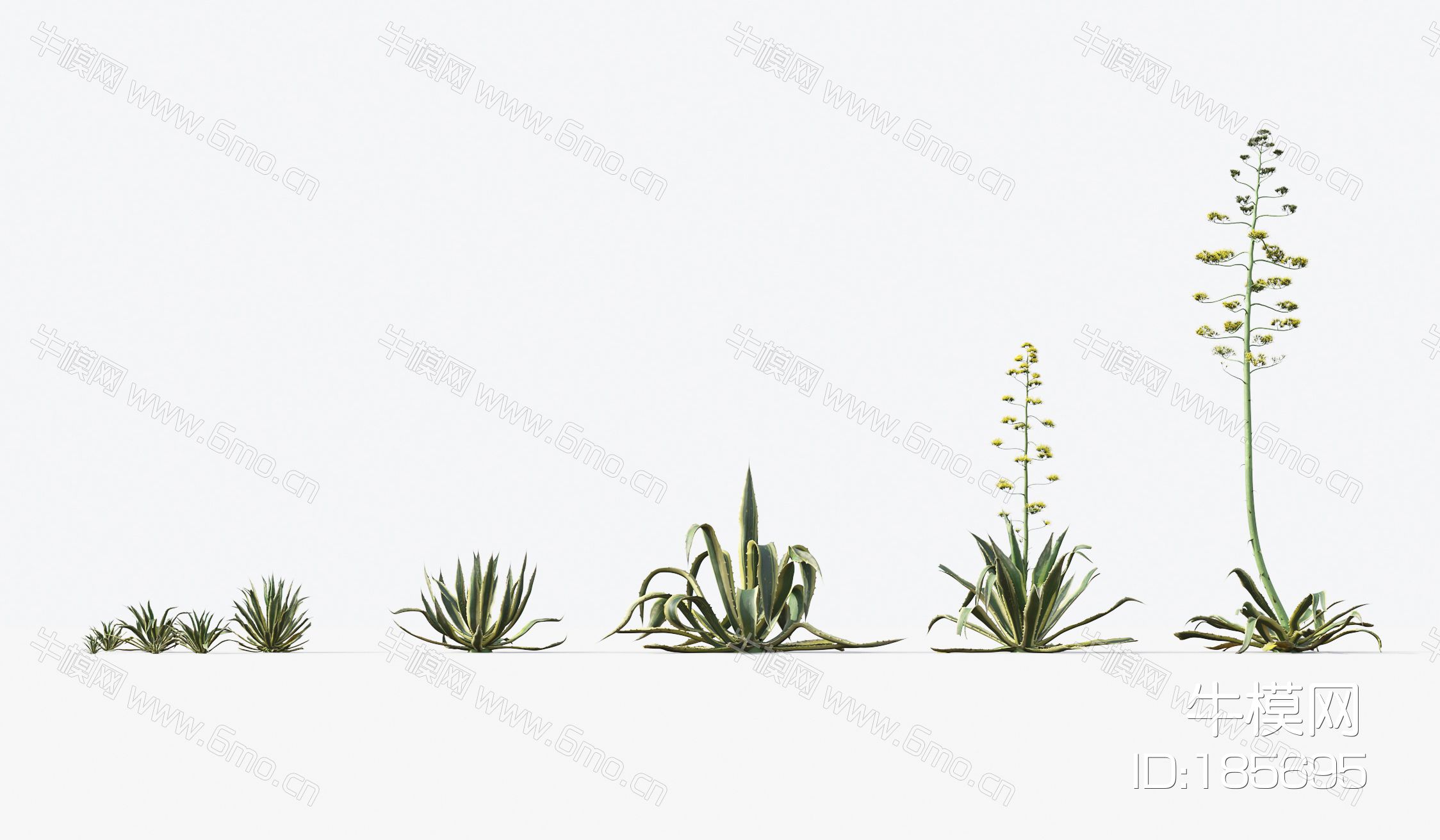 现代沙漠植物花草