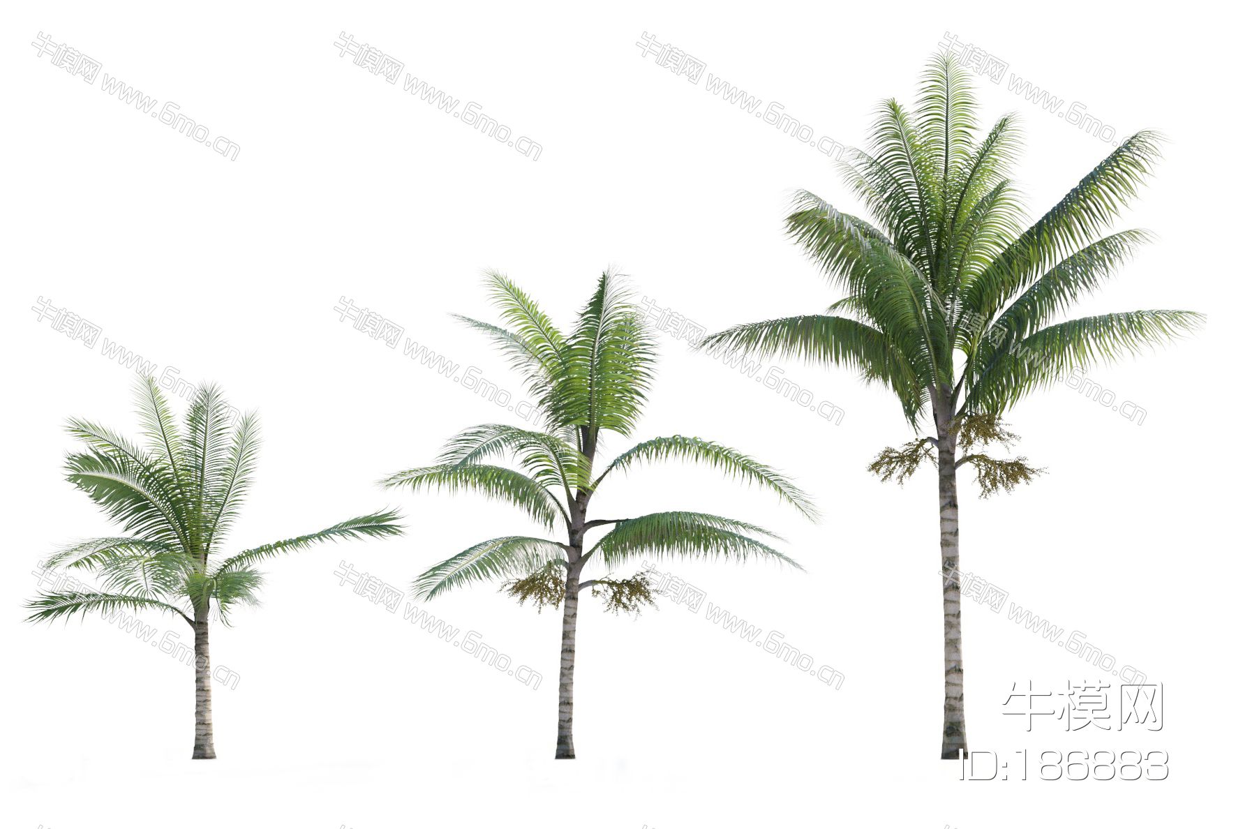 现代热带树木 棕榈树