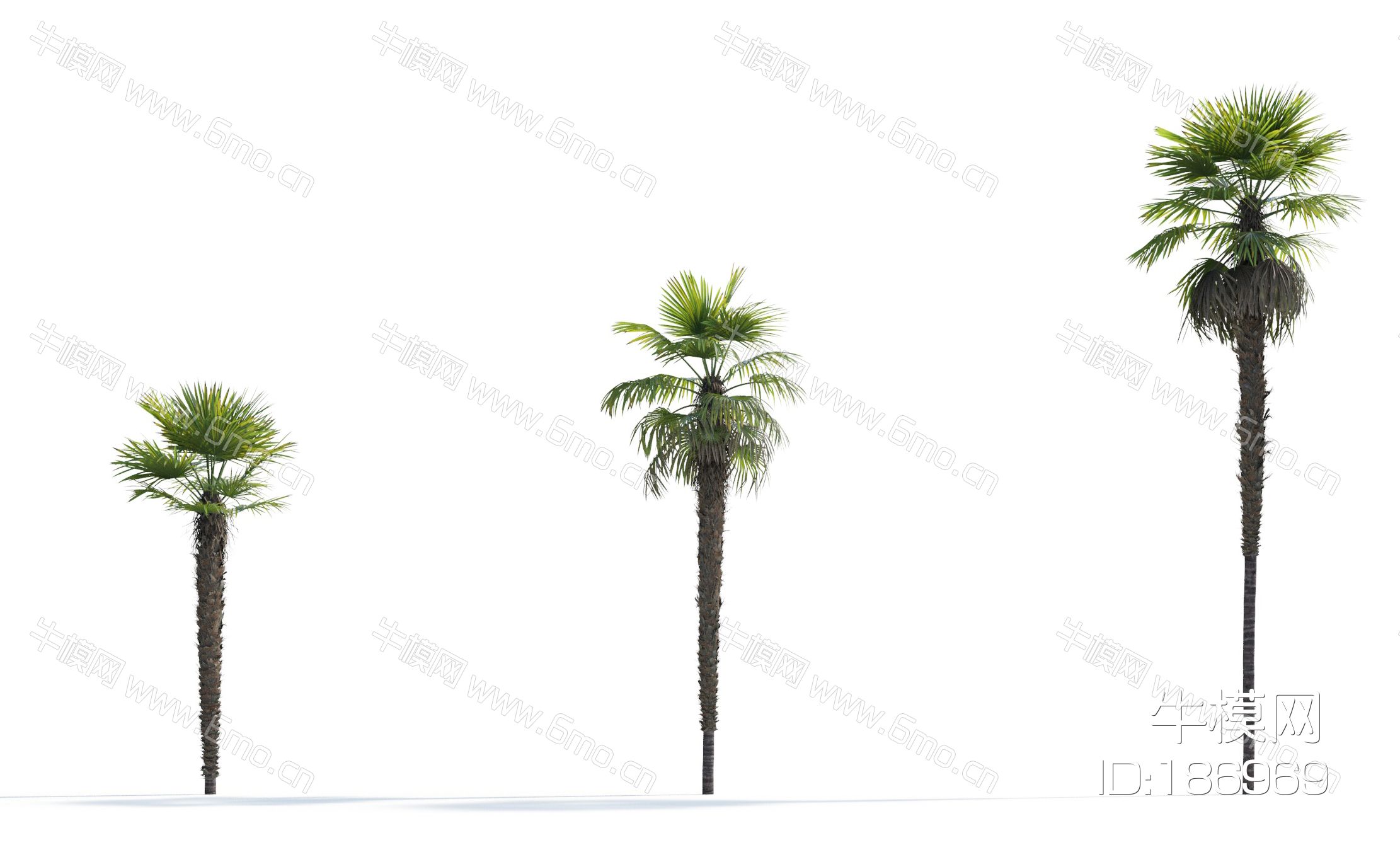 现代热带棕榈树 椰子树 景观树