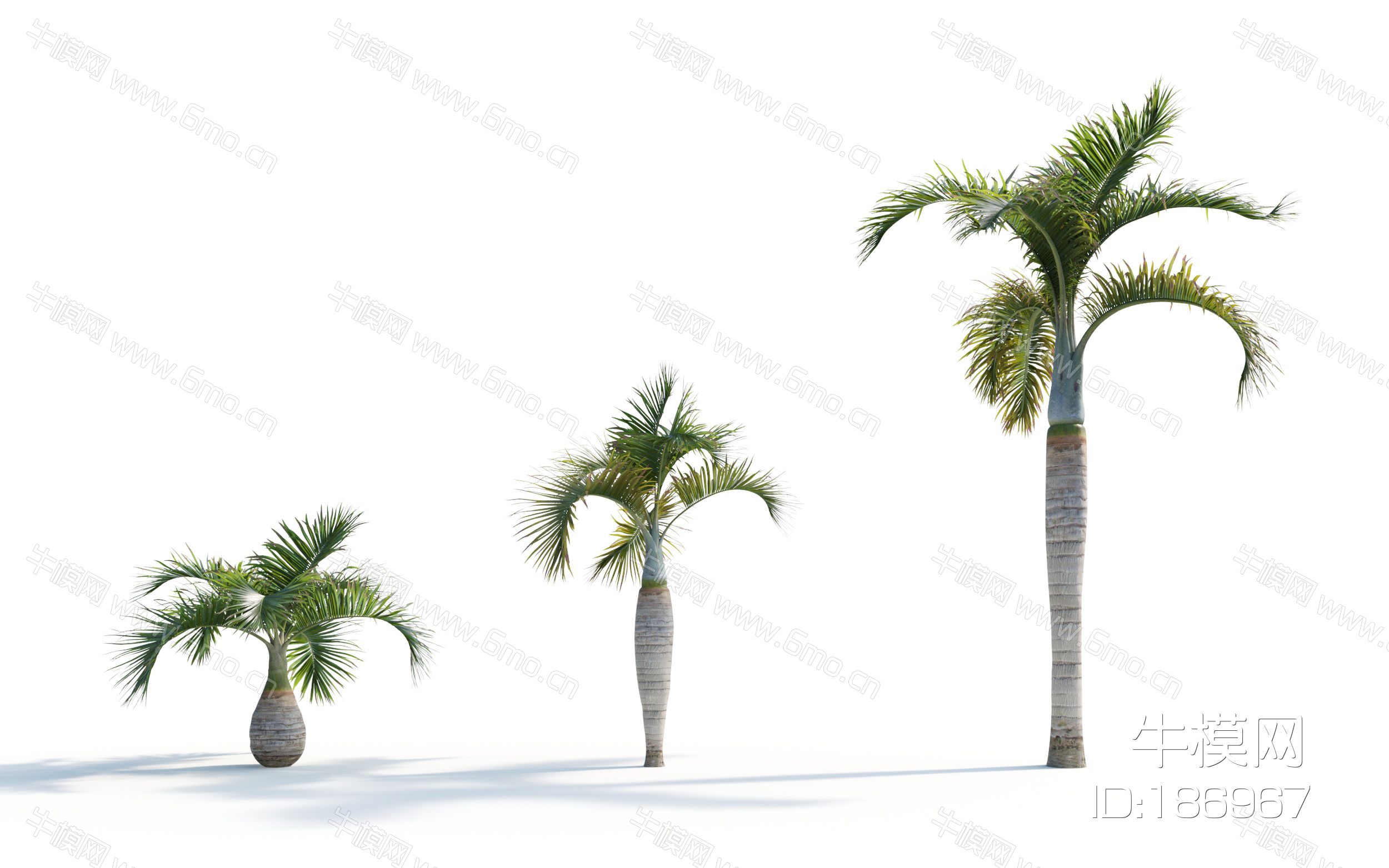 现代热带棕榈树 椰子树 景观树