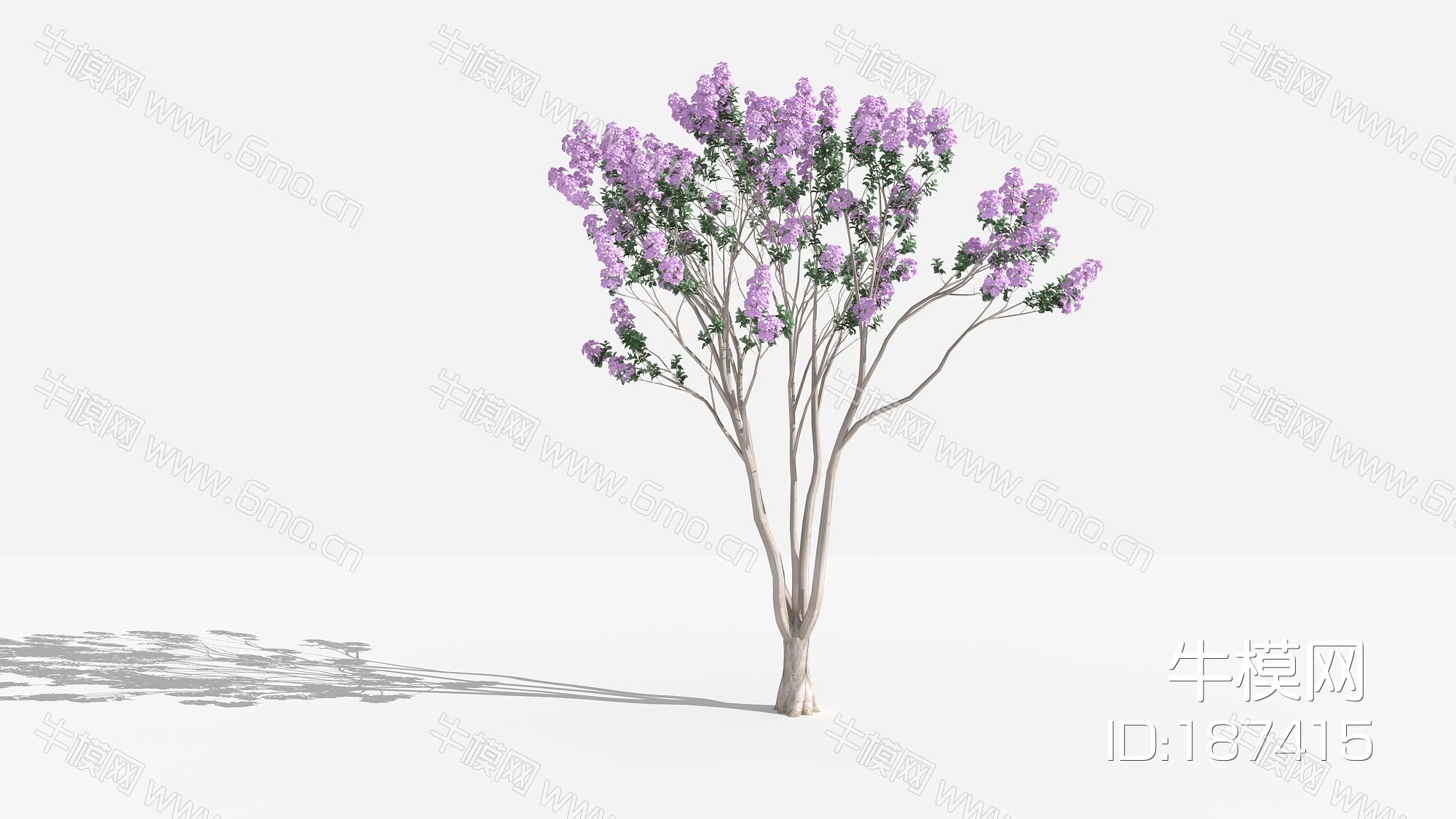 中式紫薇紫 灌木 树 植物 花 草 景观植物 园林 小区植物