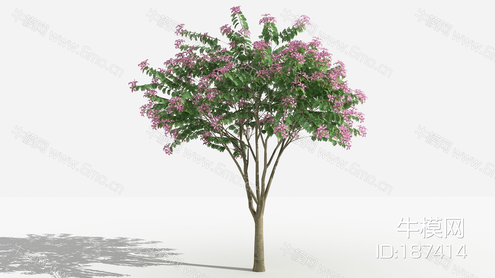 中式紫荆 灌木 树 植物 花 草 景观植物 园林 小区植物