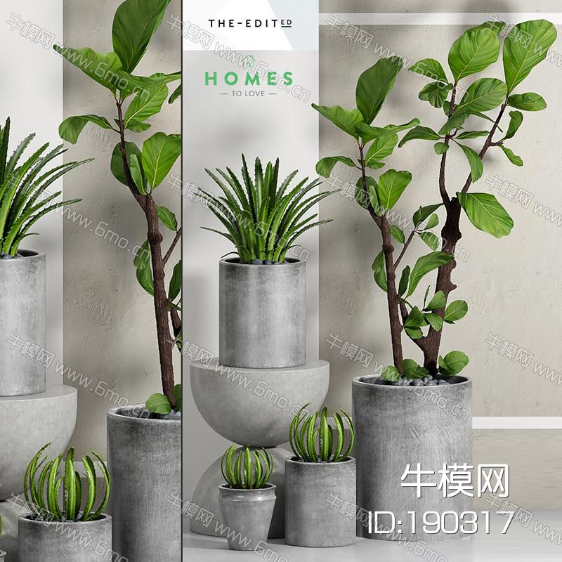  植物盆栽