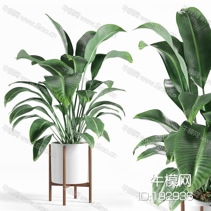  植物盆栽