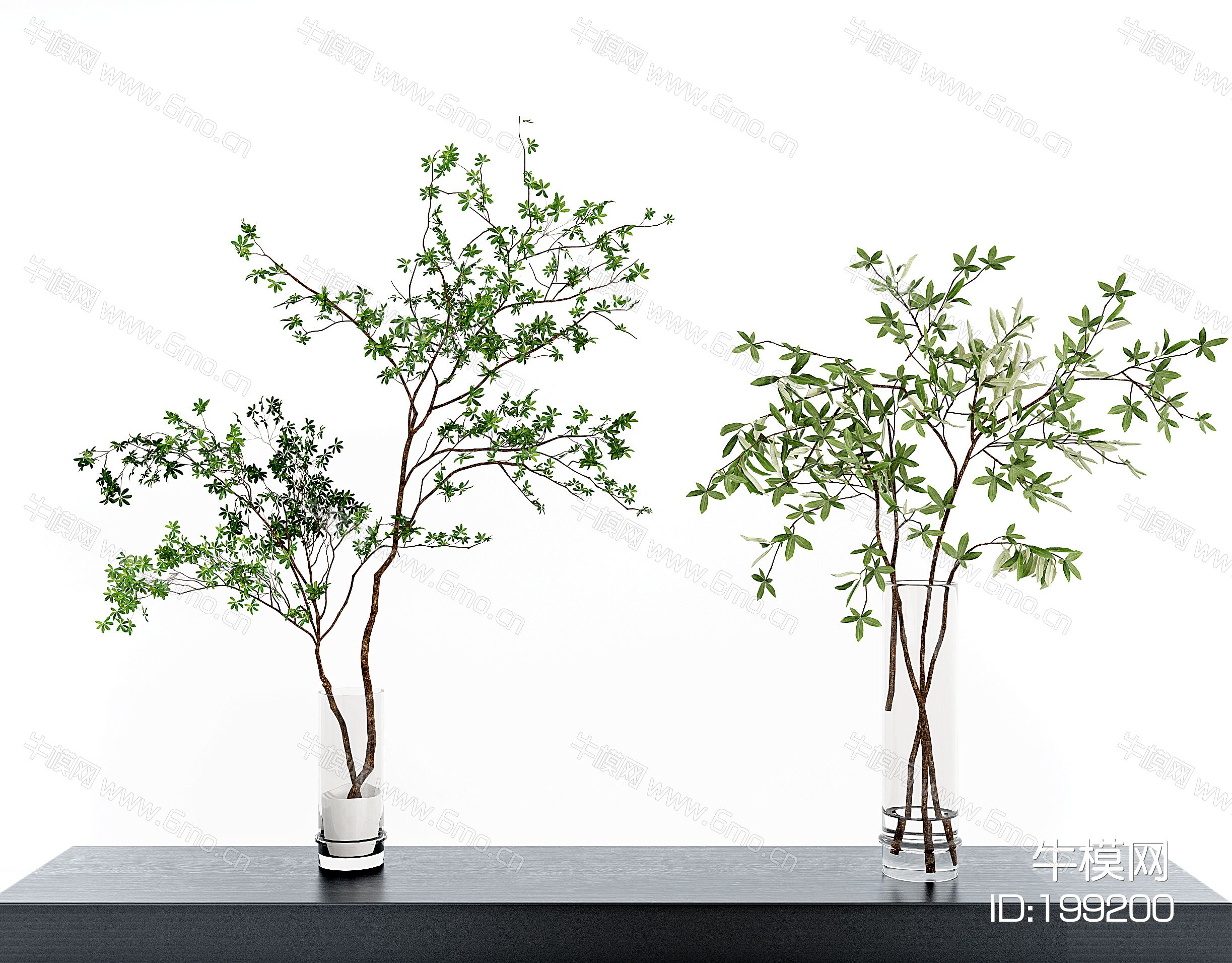 现代水生植物,玻璃花瓶