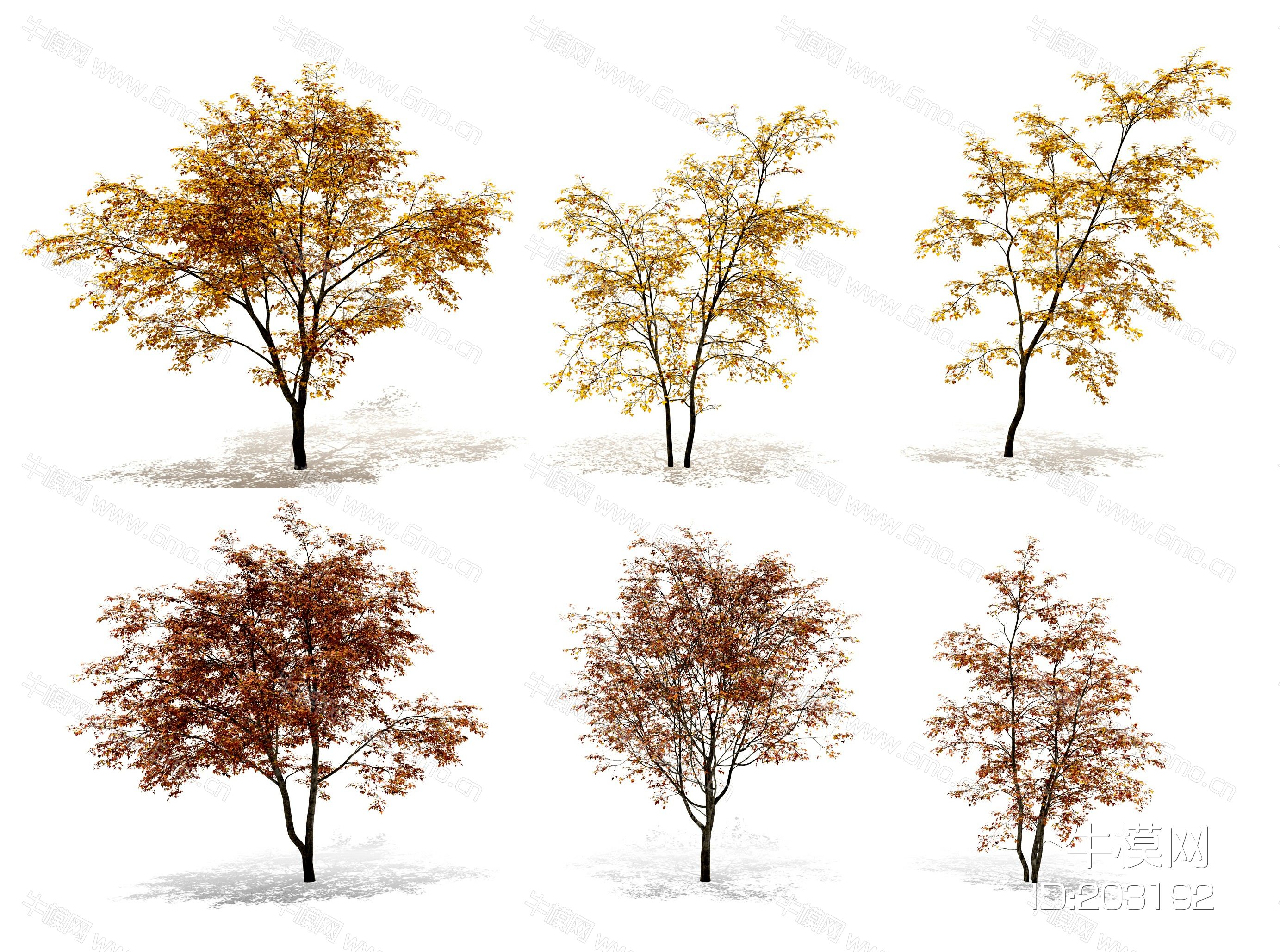 现代秋季三角枫树景观树