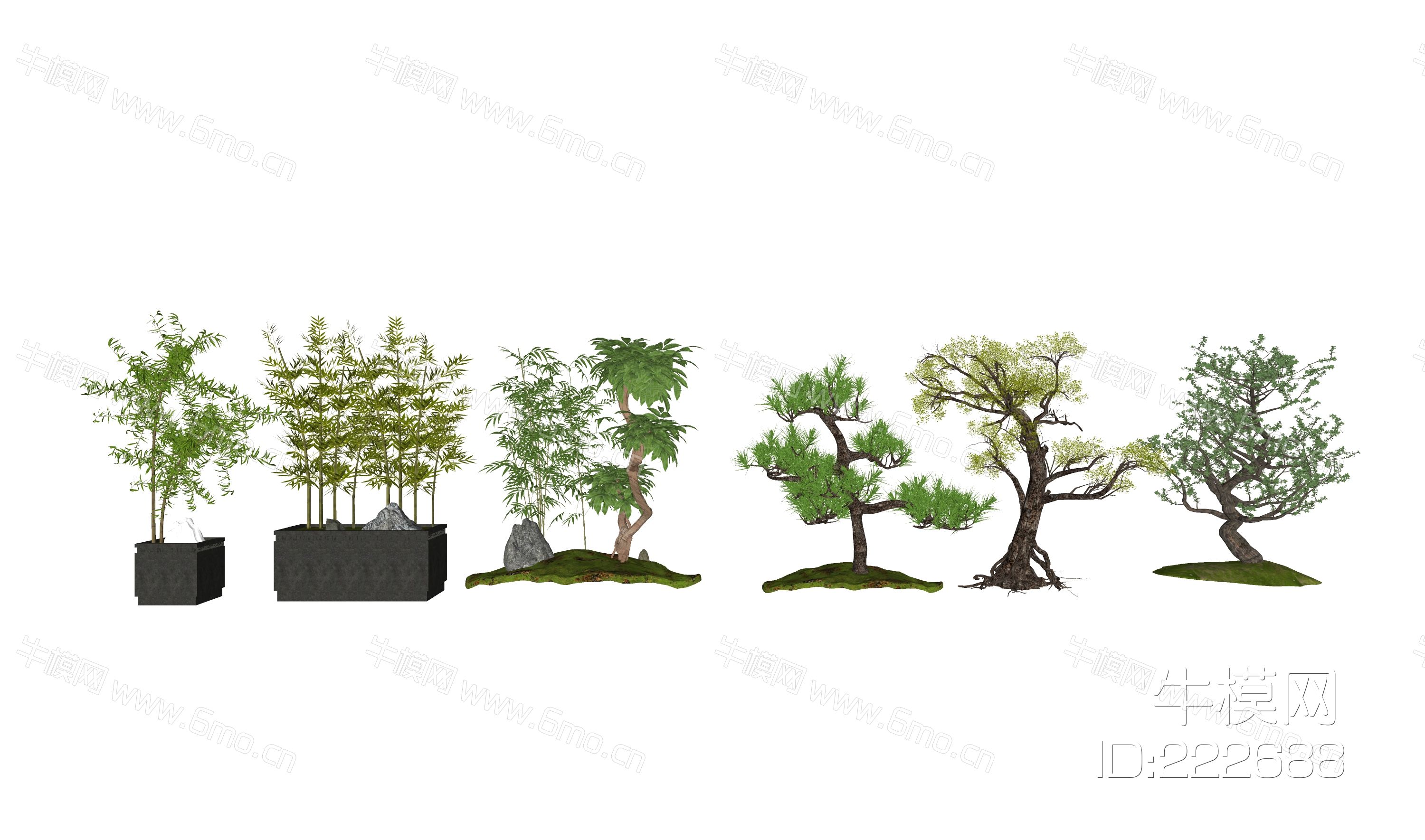 新中式景观树 盆栽 竹子