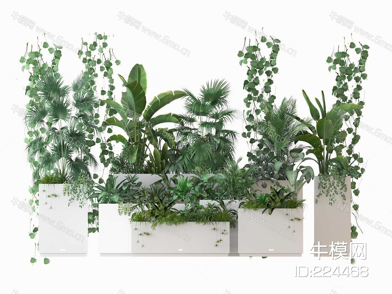现代植物盆栽 观赏花卉