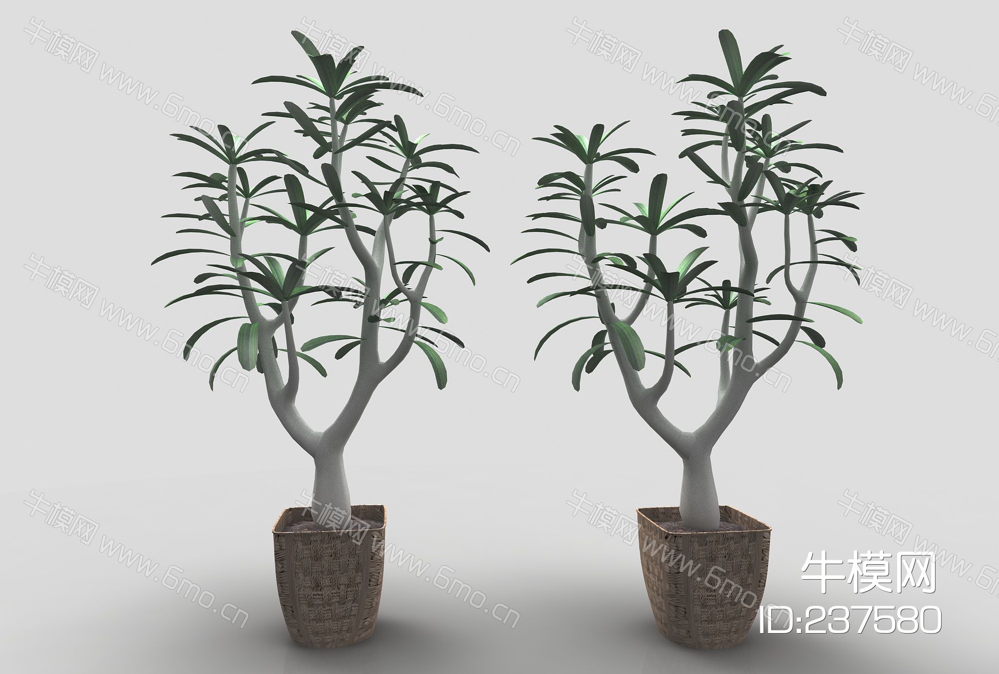 现代风格植物