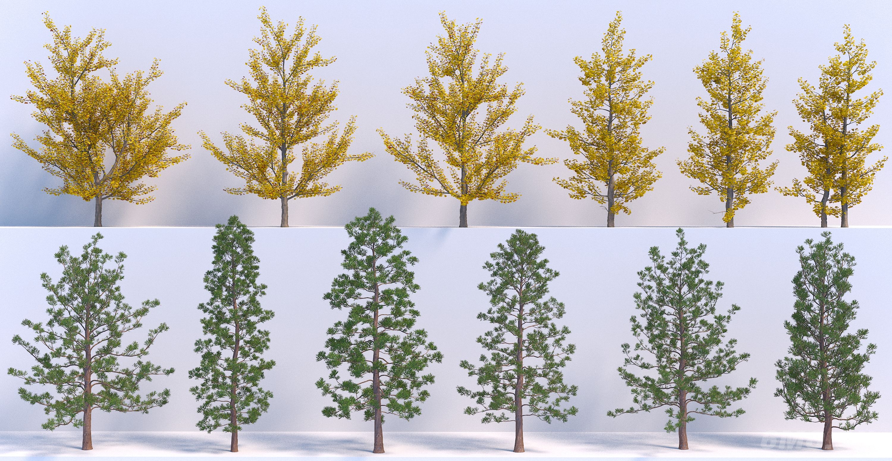 现代树木 银杏3D模型