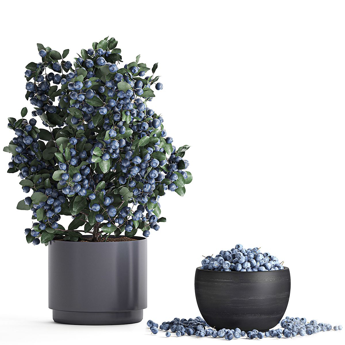 现代盆栽 蓝莓