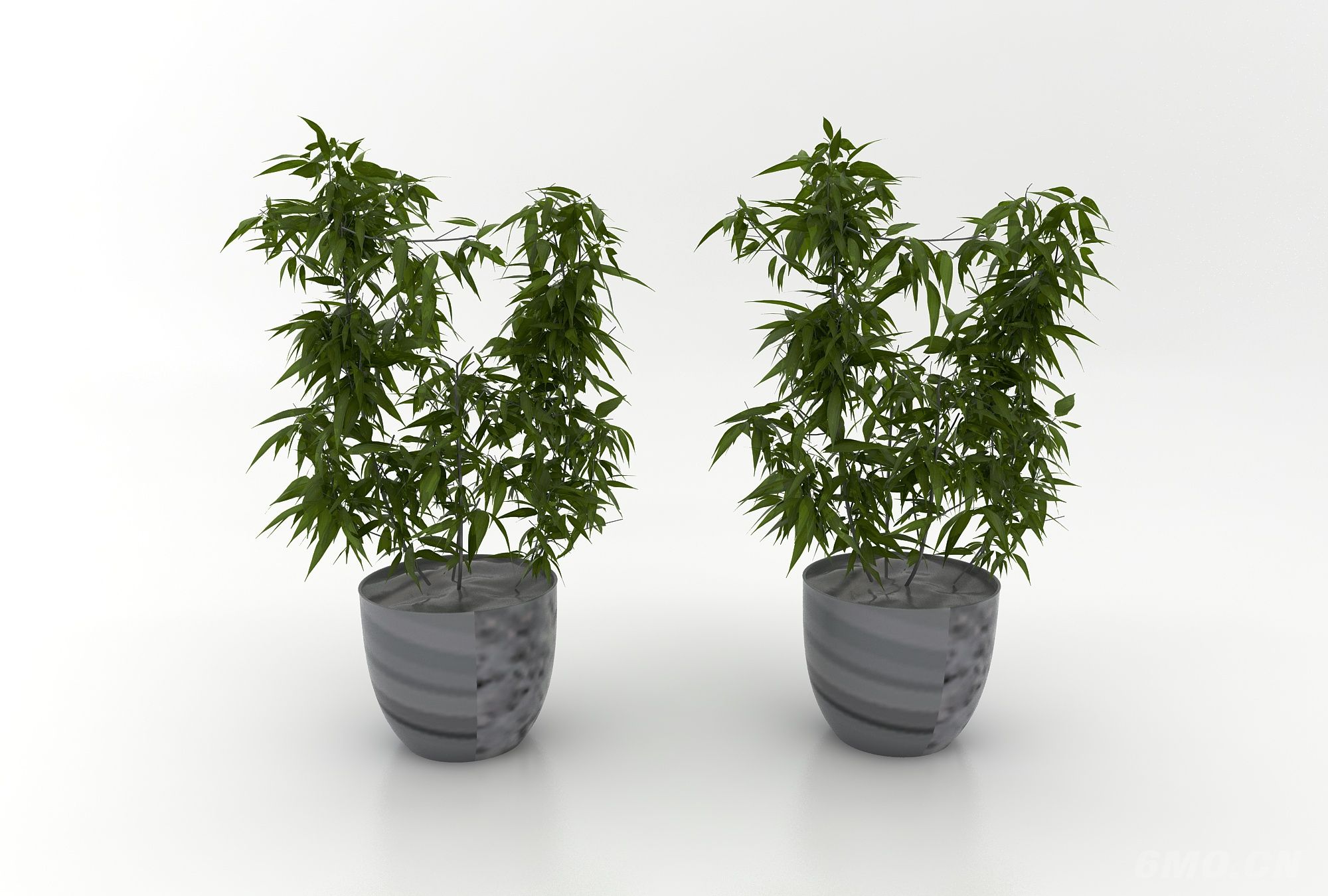 现代风格植物