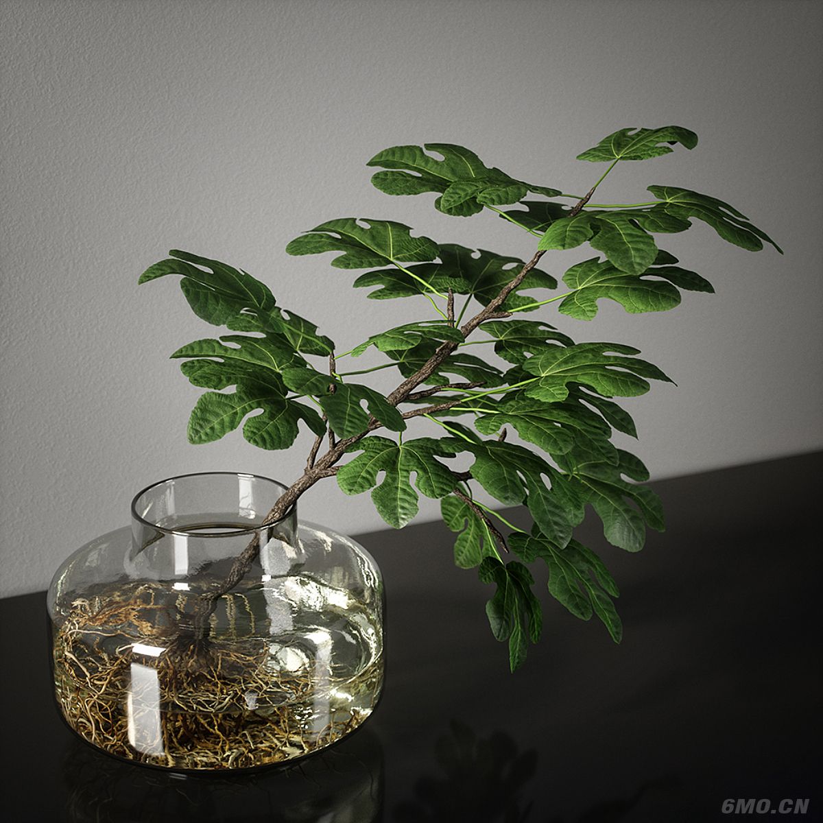 绿植,桌面绿植