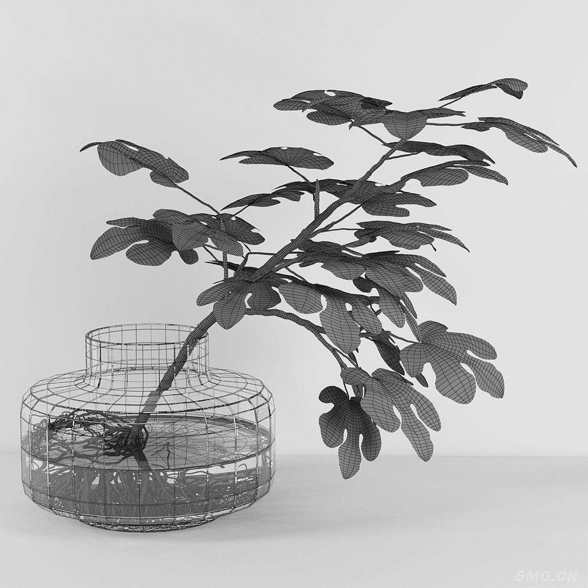 绿植,桌面绿植