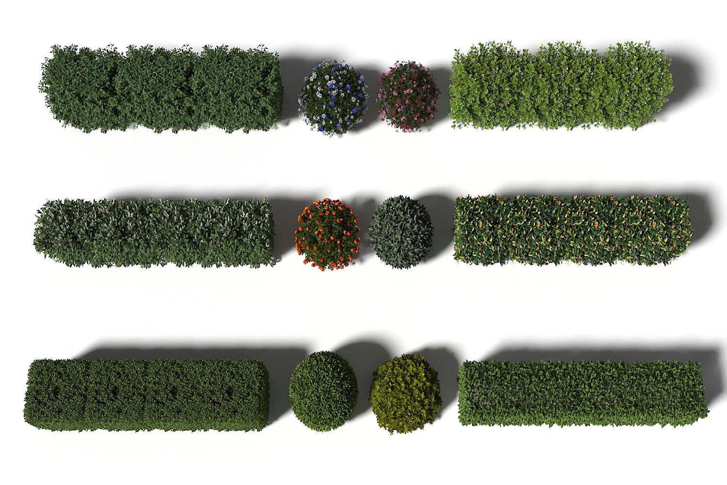 绿篱，方形绿篱，圆形绿篱，圆形绿球，圆形绿植，绿化带
