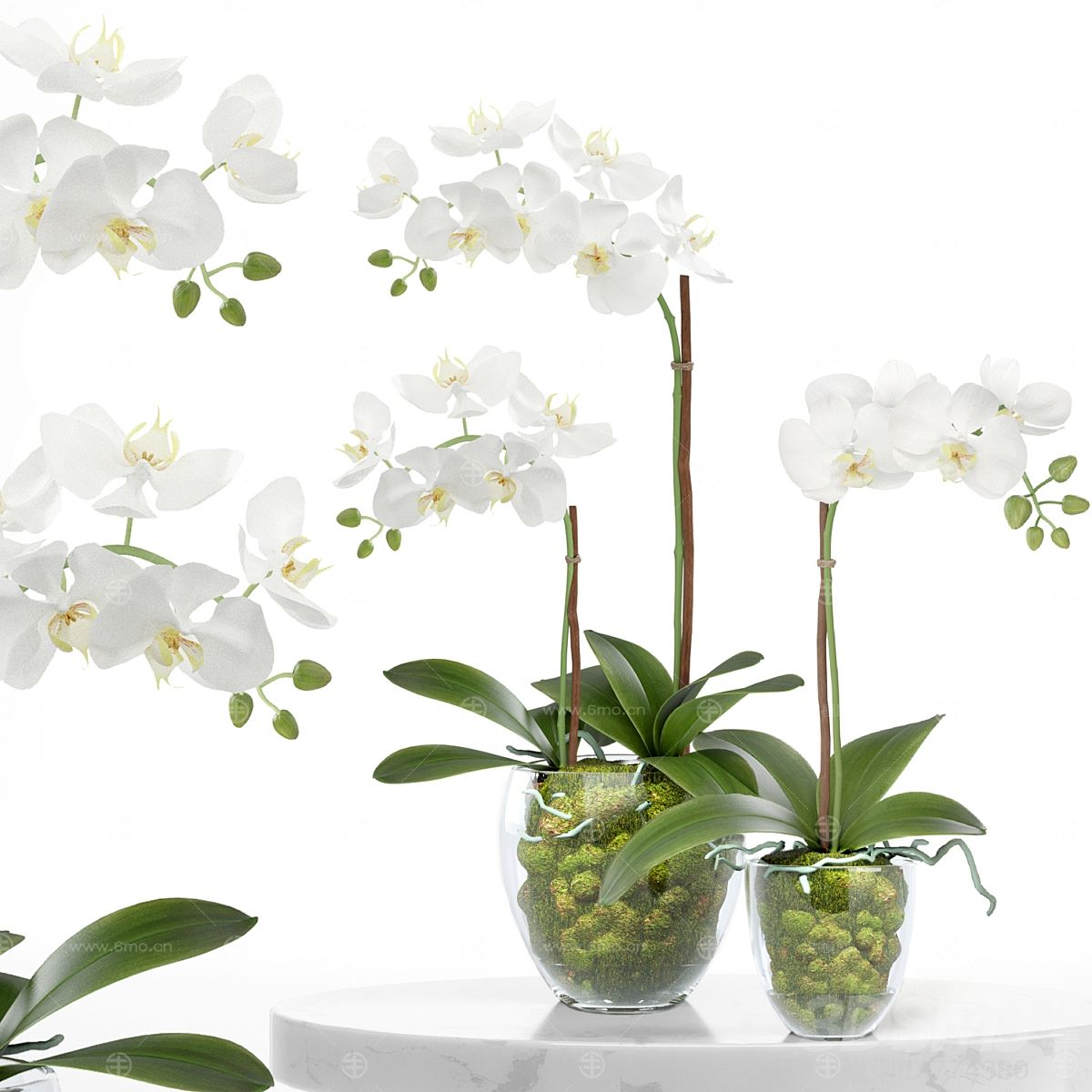 植物蝴蝶兰