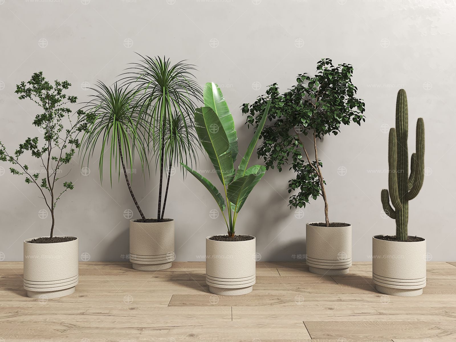 植物盆栽