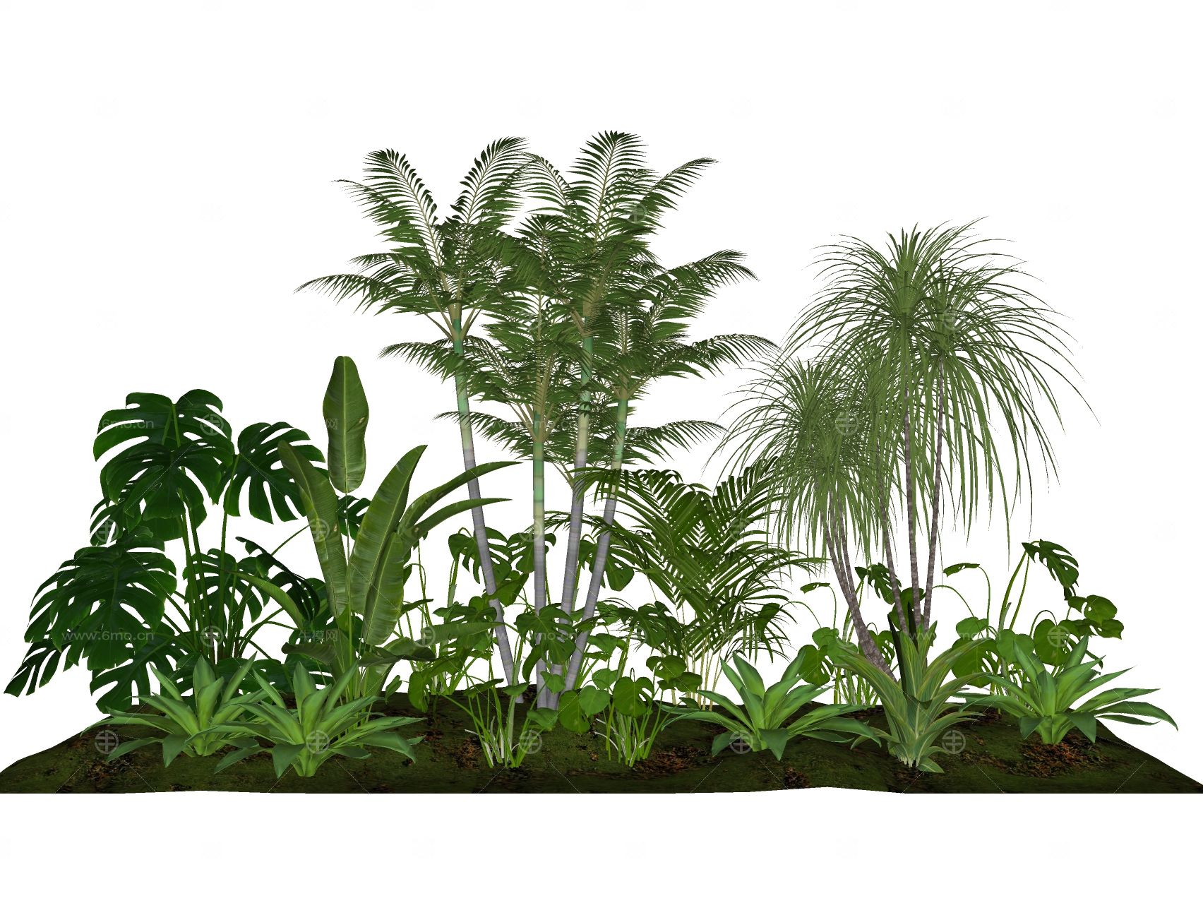3d景观植物热带植物地被花卉棕榈植物龟背竹玉簪室内植栽观赏花卉