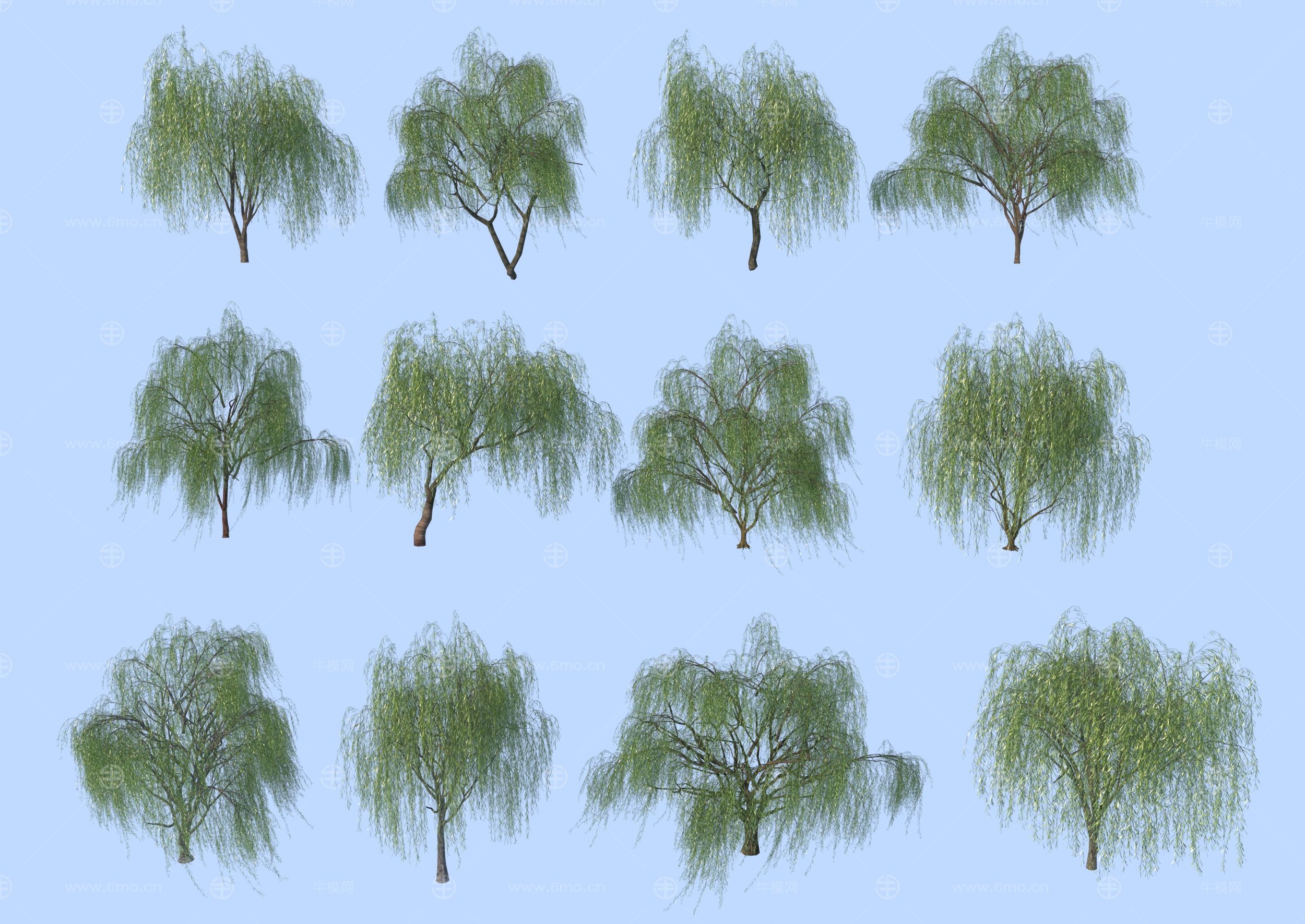 现代柳树_垂柳3D模型