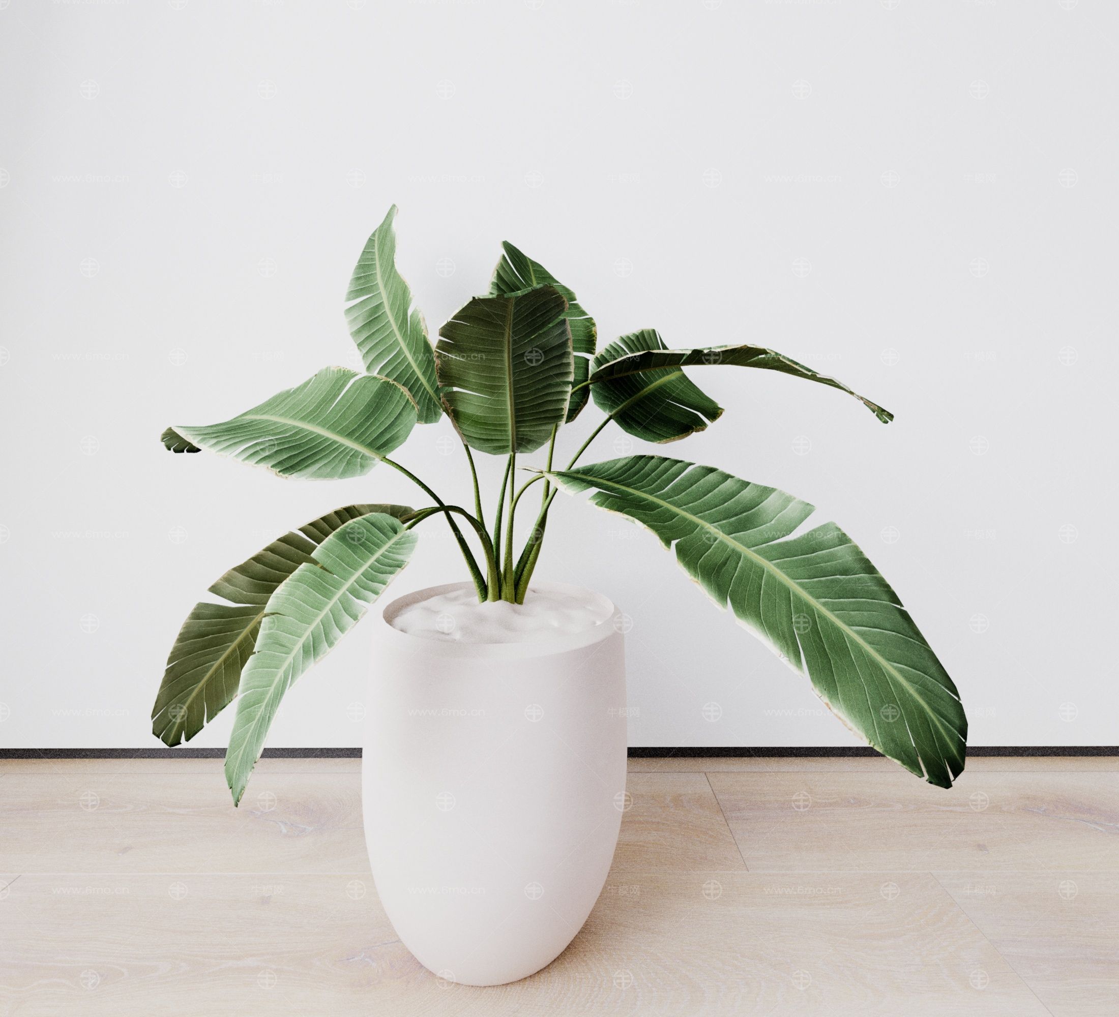 盆景 盆栽 植物 花盆 绿植