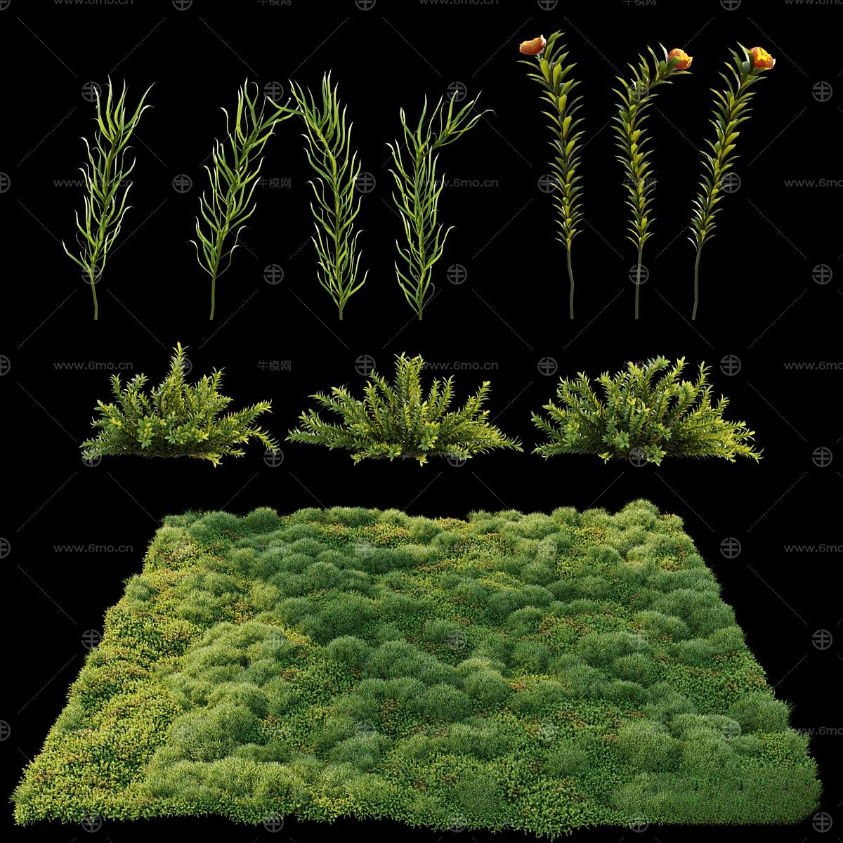 现代植物花草,地面绿植