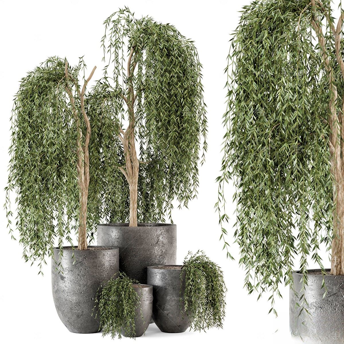 现代植物花草,植物盆栽