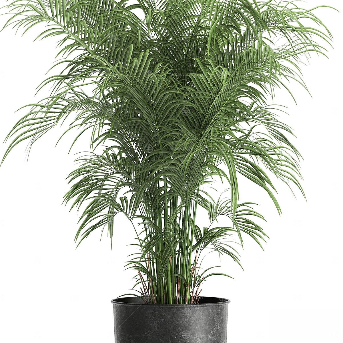 现代植物花草,植物盆栽