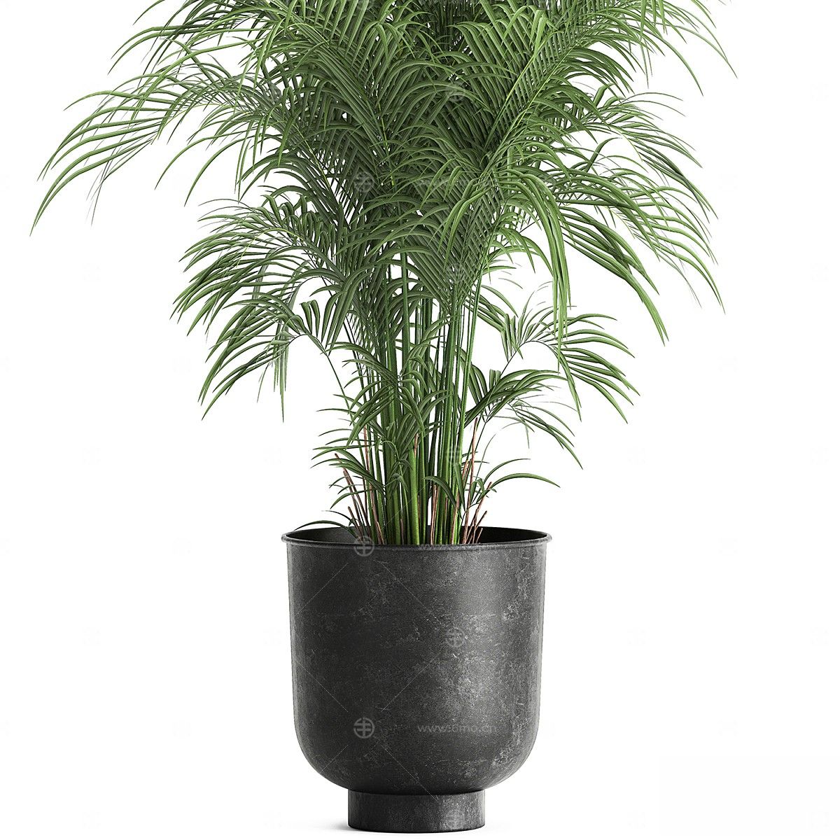 现代植物花草,植物盆栽