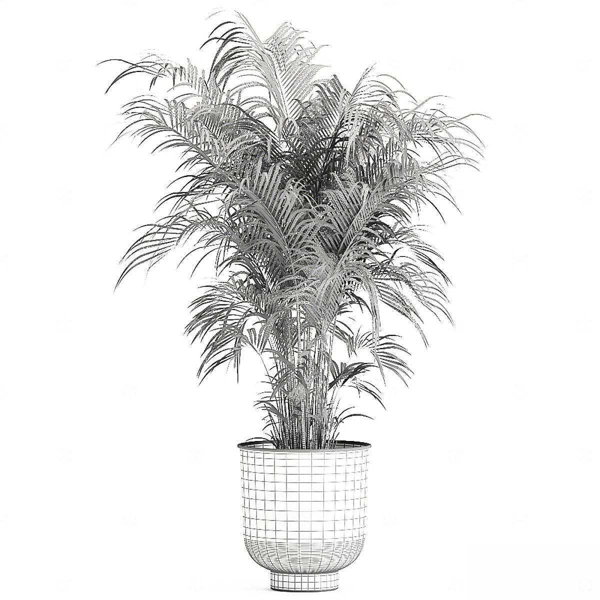 现代植物花草,植物盆栽