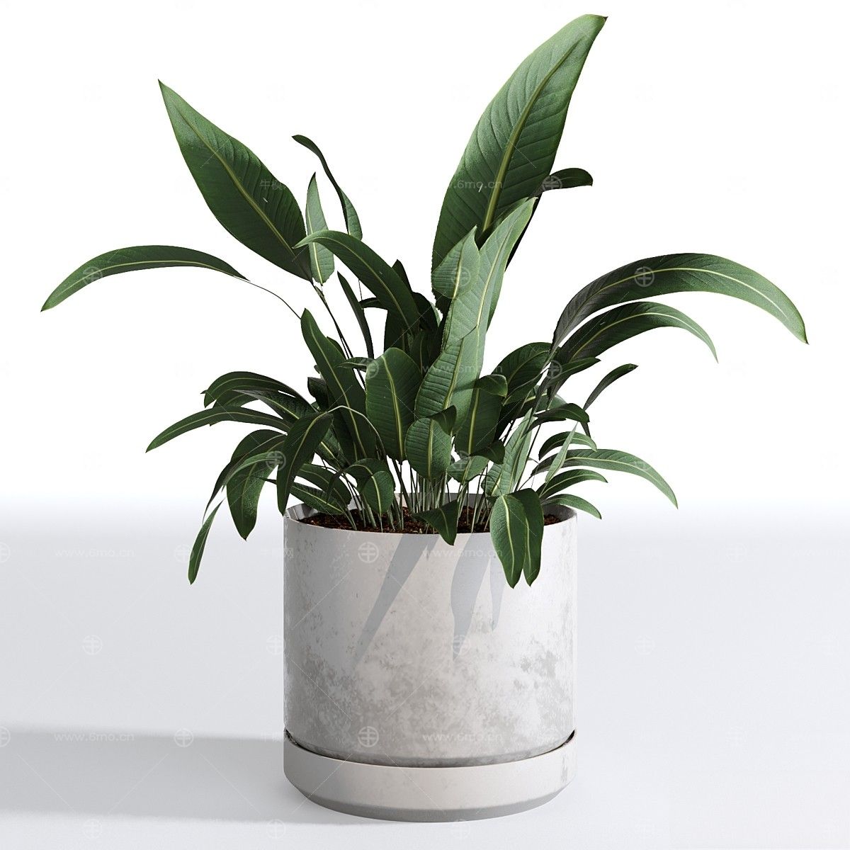 现代植物花草,植物盆栽