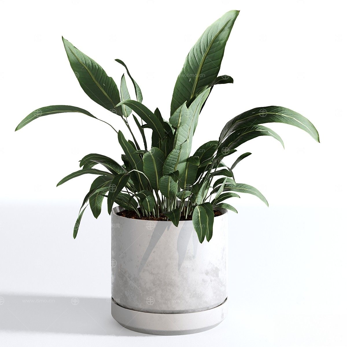 现代植物花草,植物盆栽