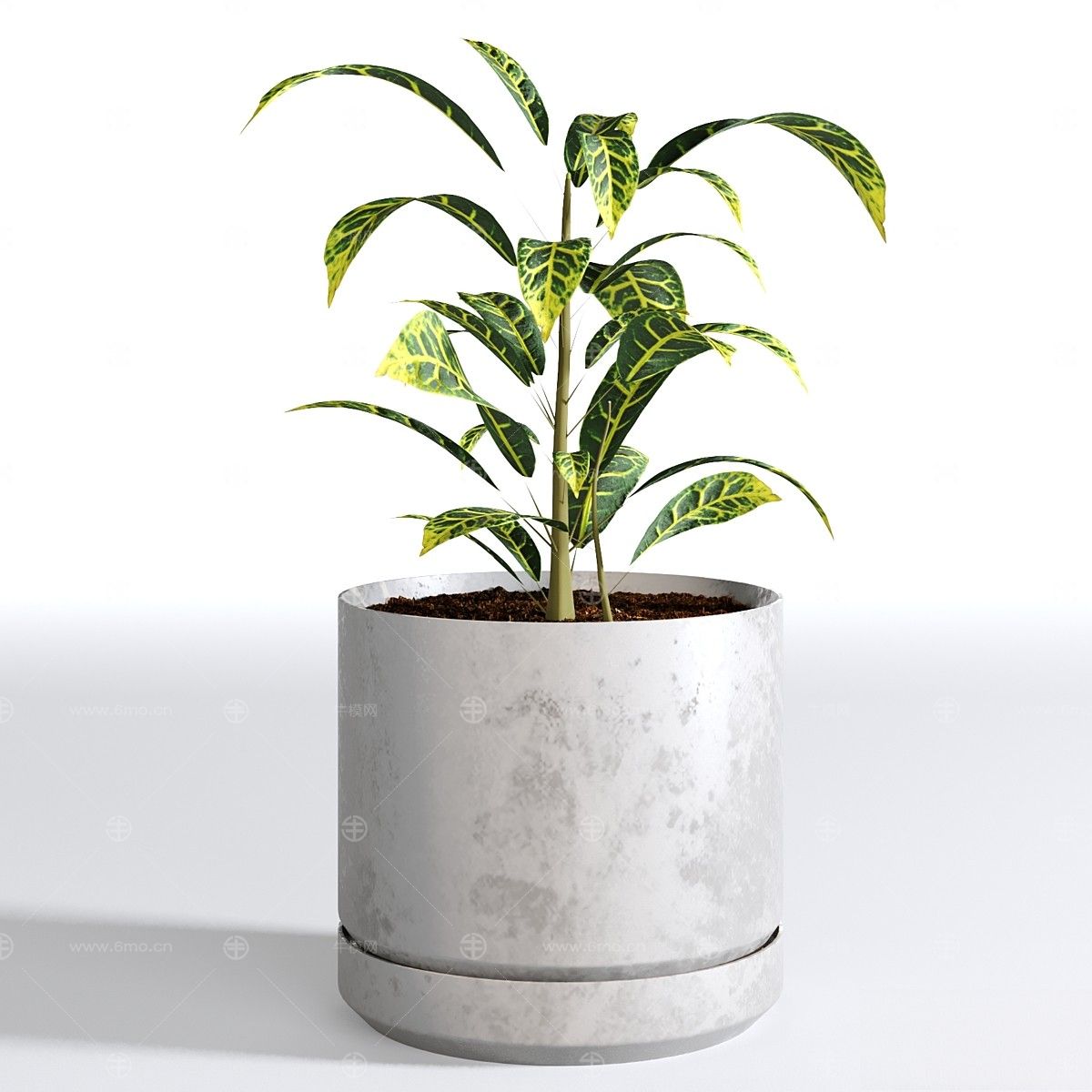 现代植物花草,植物盆栽