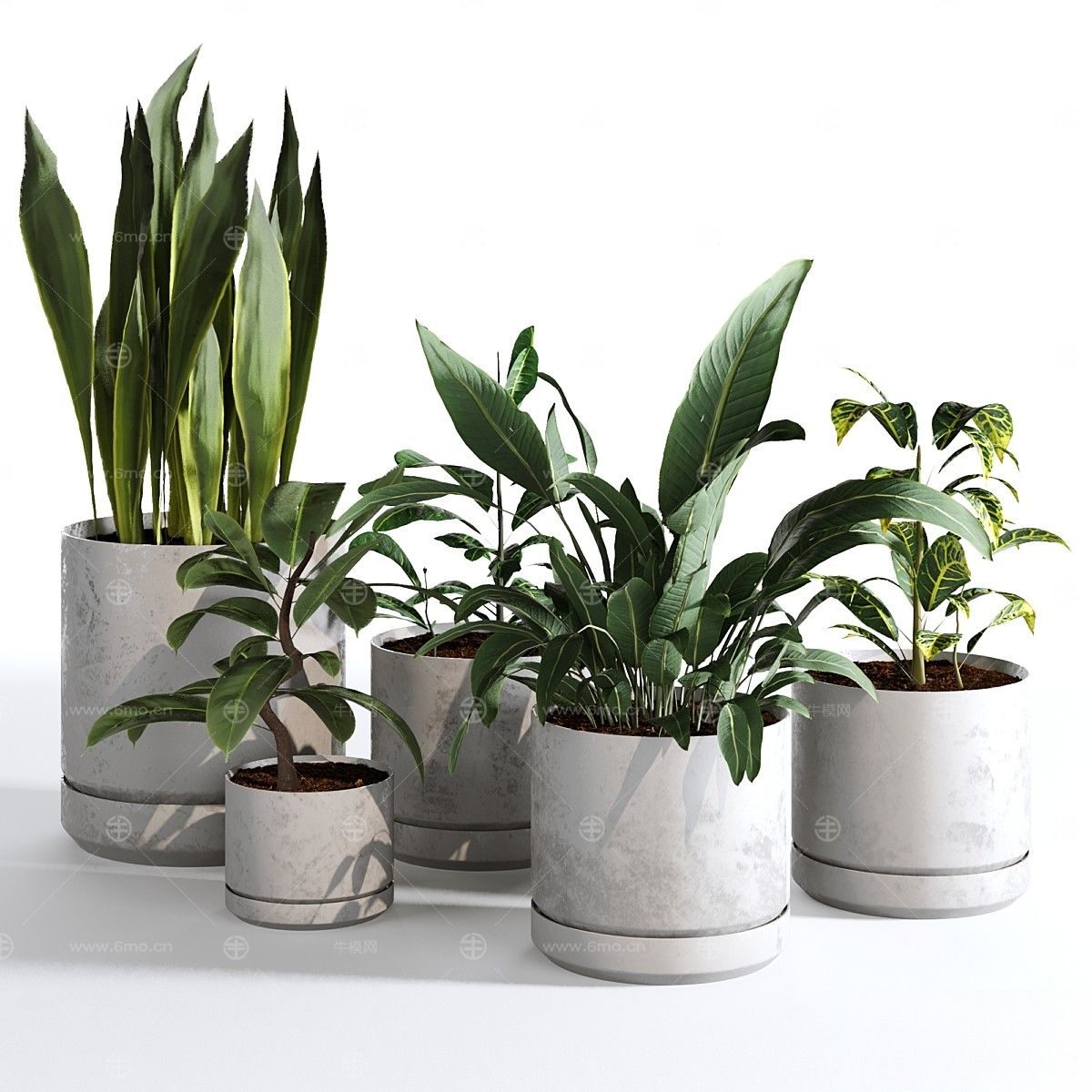 现代植物花草,植物盆栽
