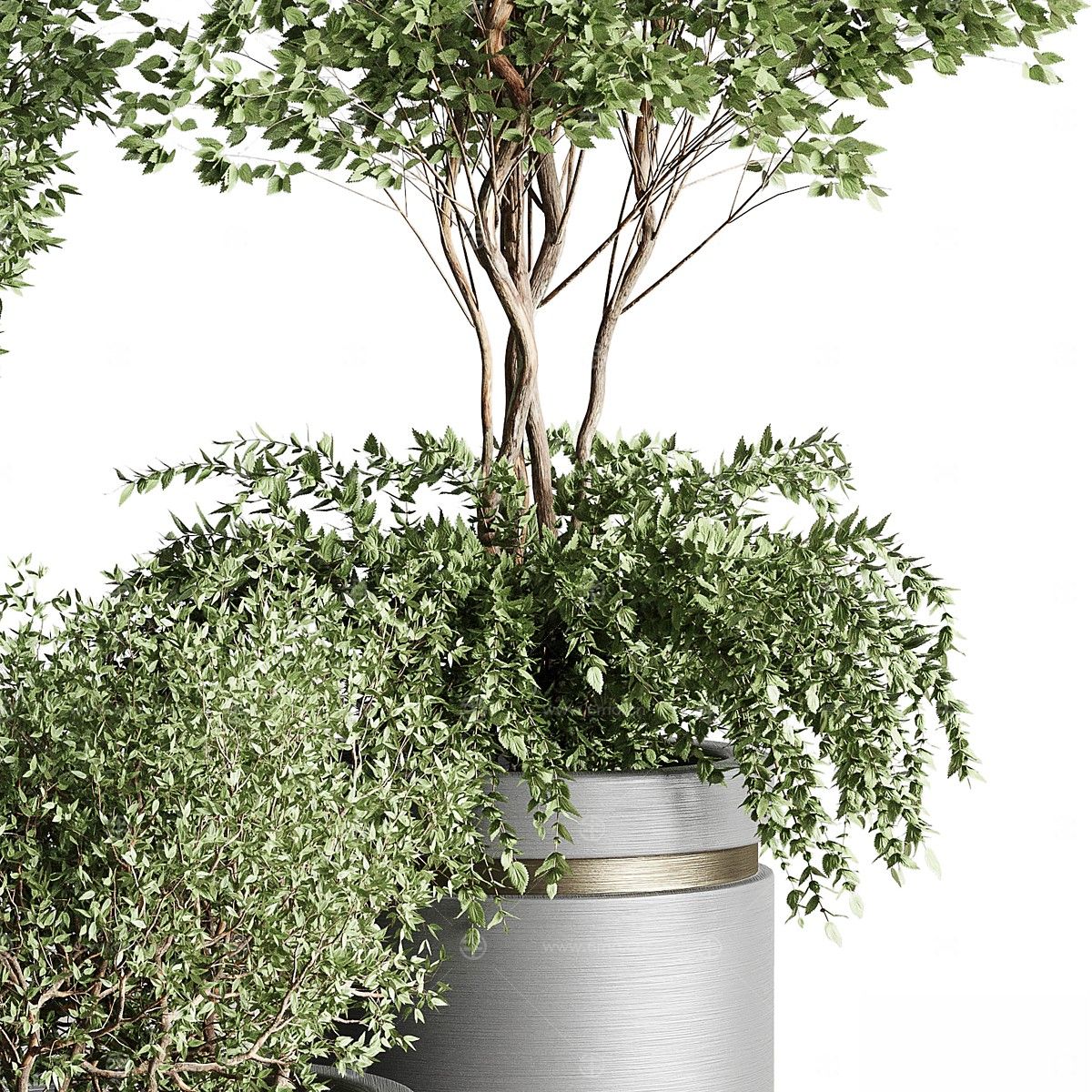 现代植物花草,植物盆栽