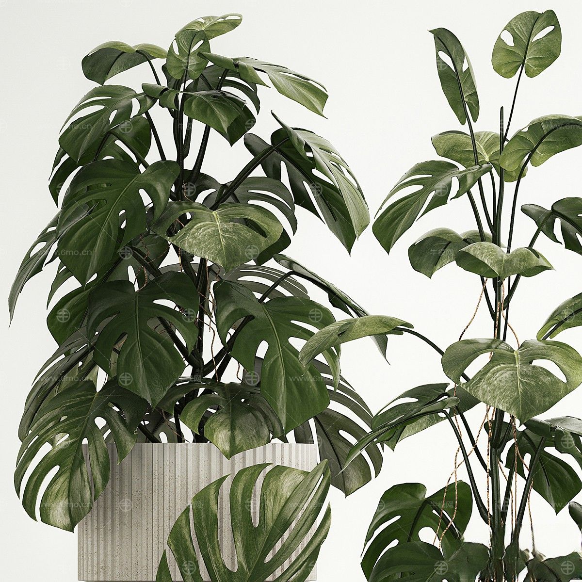 现代植物花草,植物盆栽