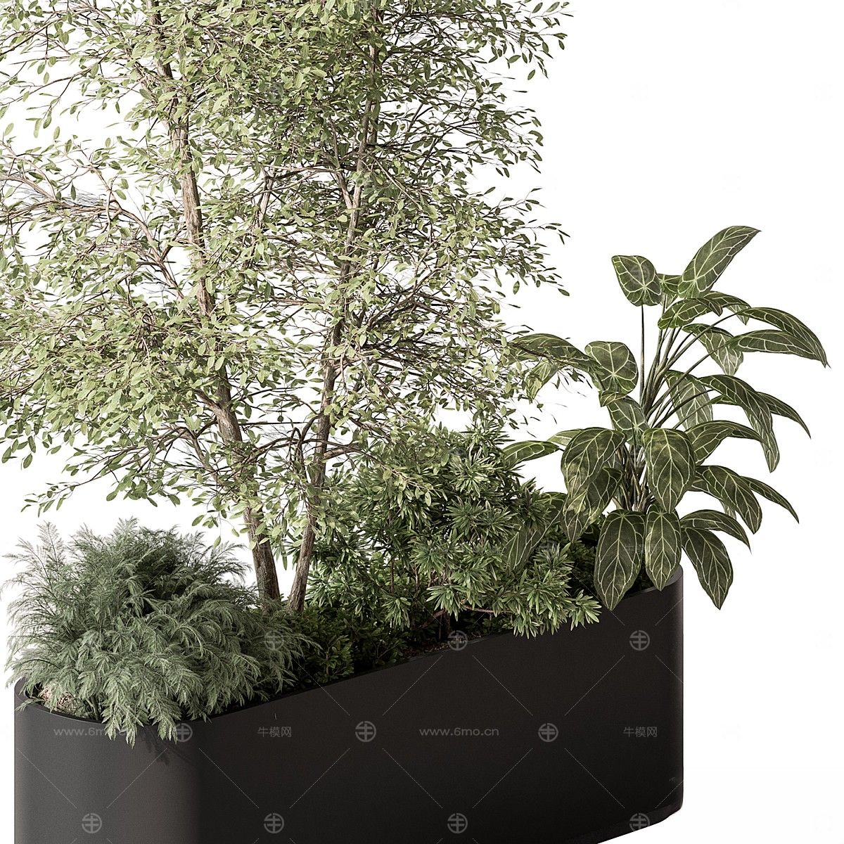 现代植物花草,植物盆栽