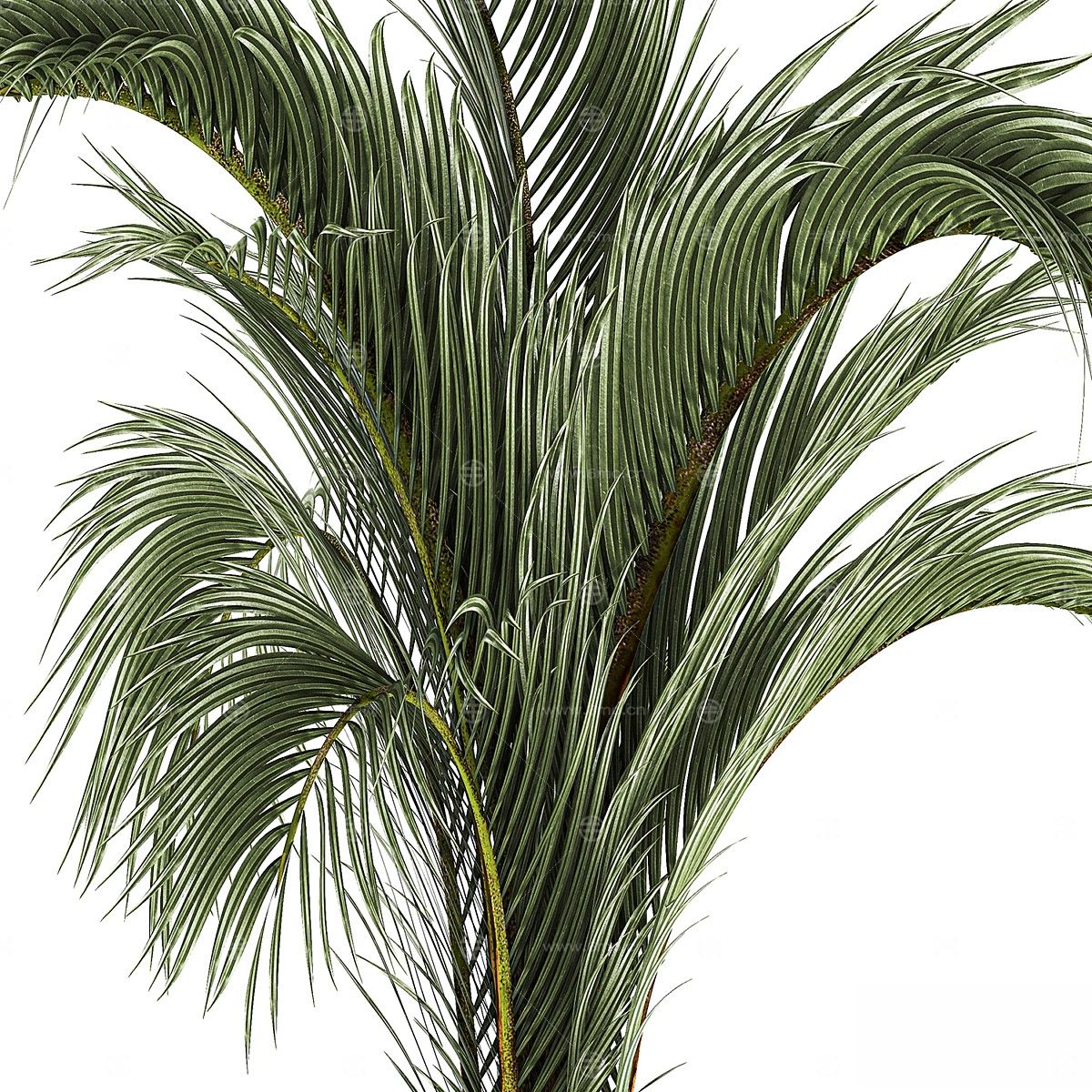 现代植物花草,植物盆栽