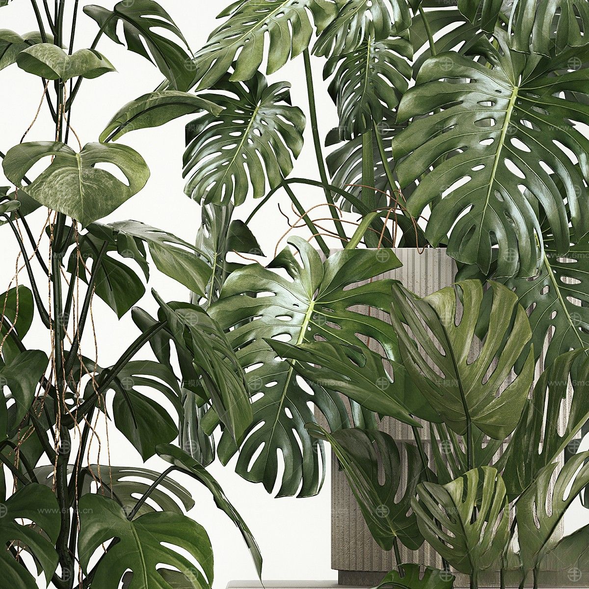 现代植物花草,植物盆栽
