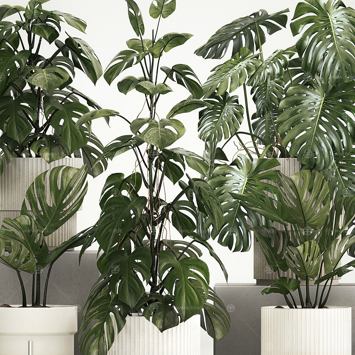 现代植物花草,植物盆栽