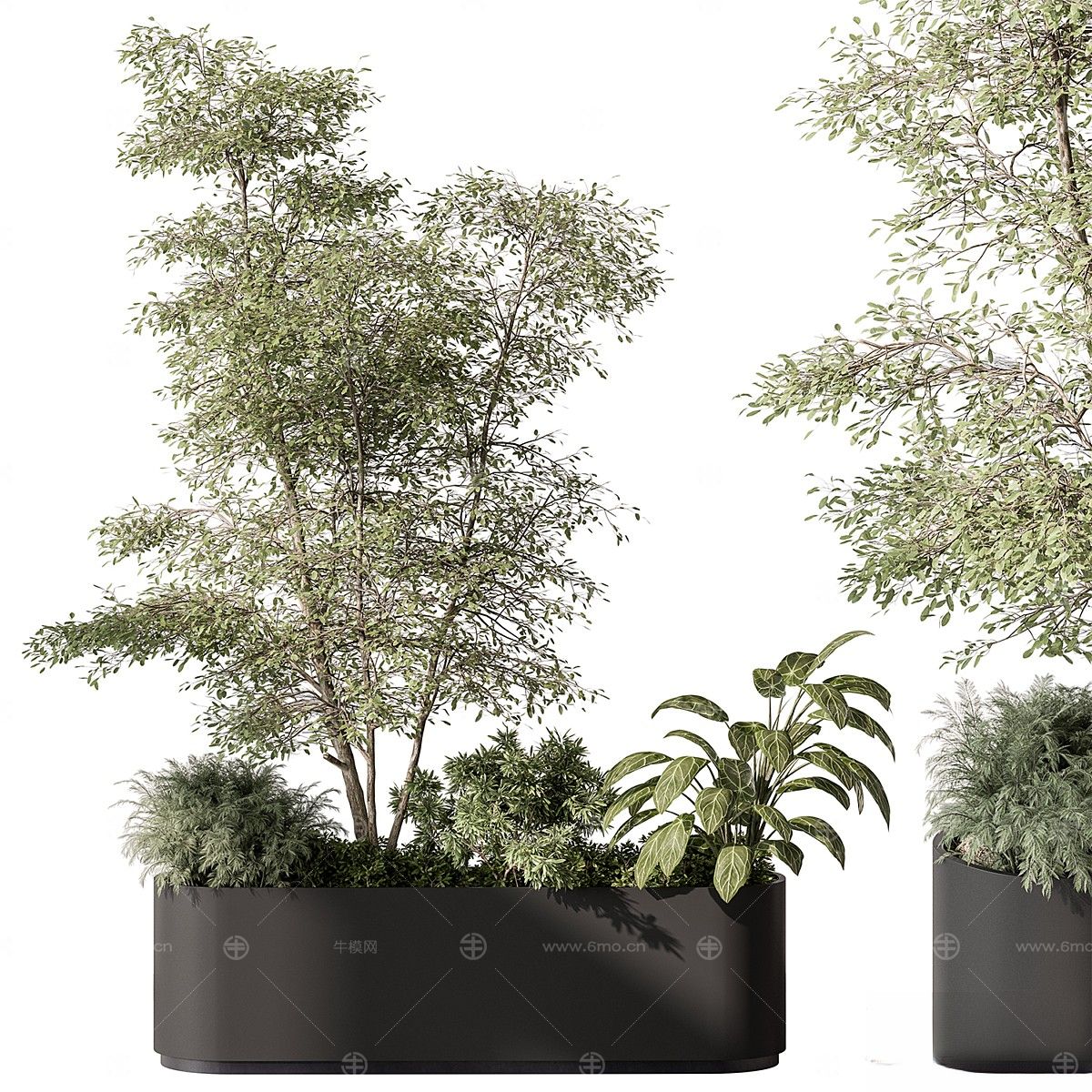 现代植物花草,植物盆栽