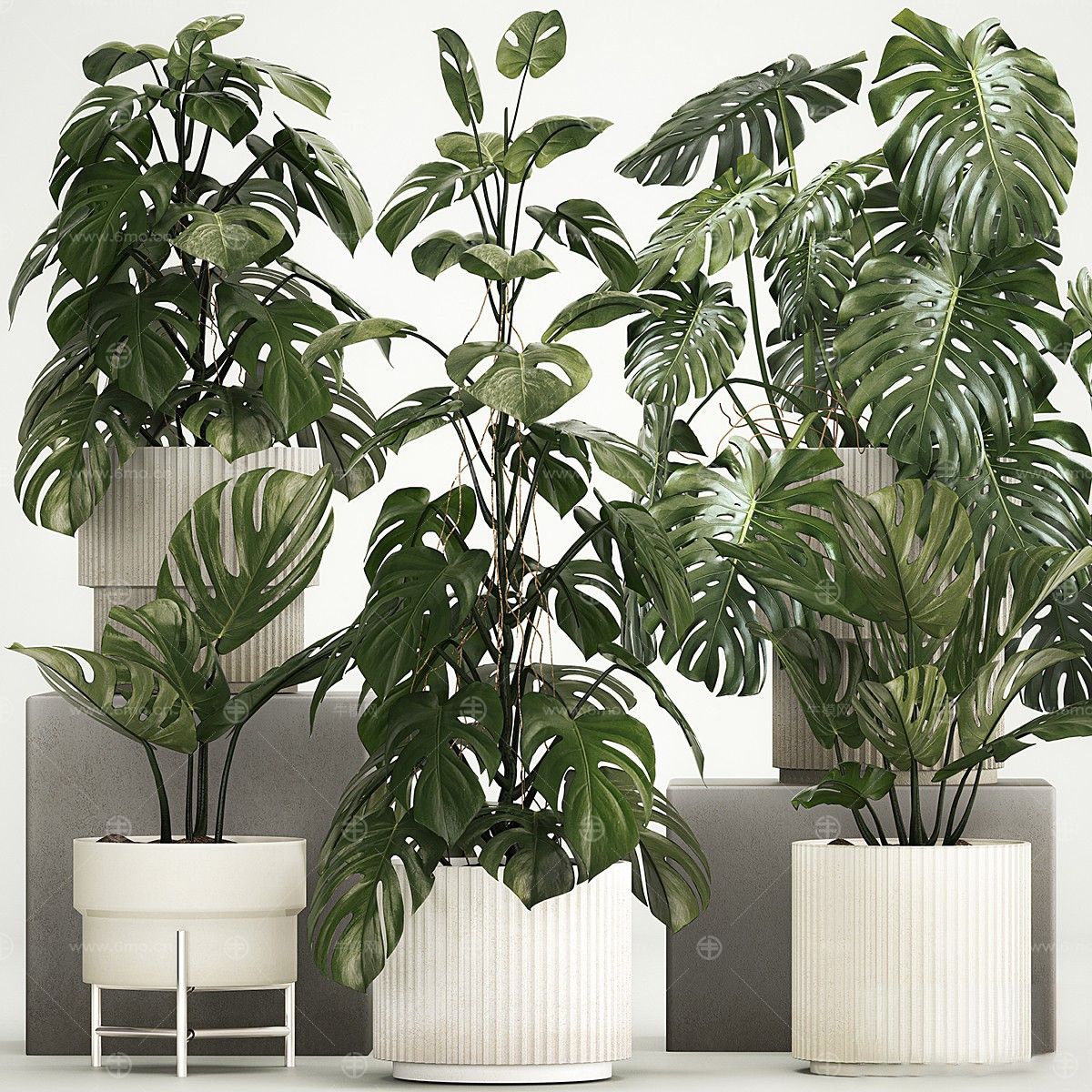 现代植物花草,植物盆栽